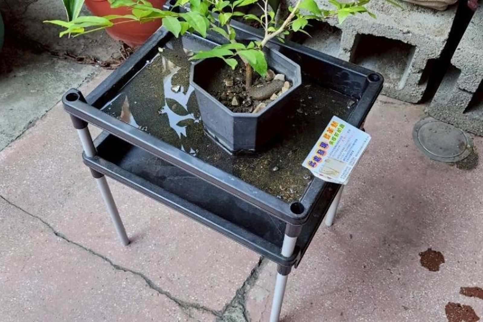 立冬了蚊子還在！南市衛生局：第3例本土登革熱這時解危　把握1原則防止孳生
