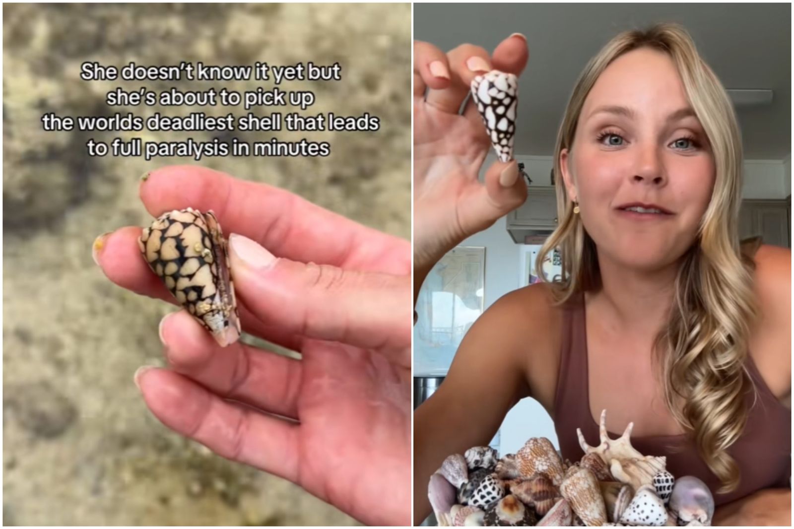 開心游沖繩!她撿到「超漂亮貝殼」 竟差點致命…這動作救她一命