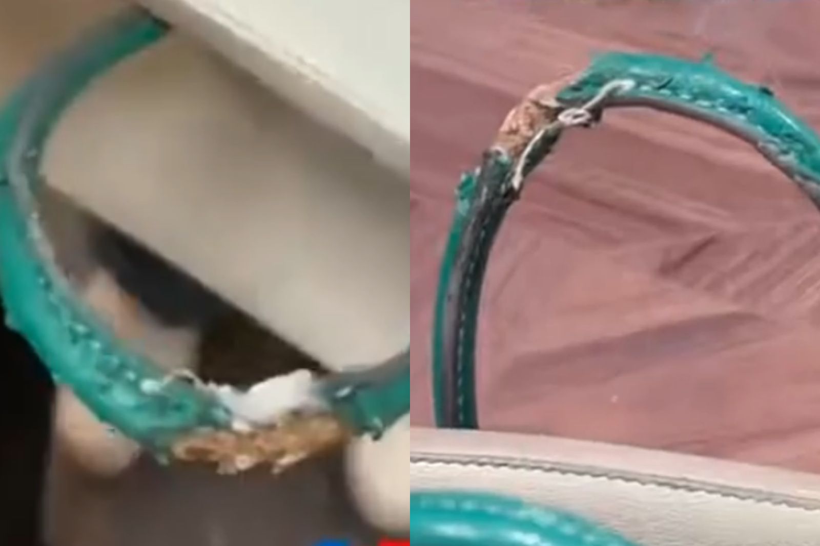 50萬愛馬仕稀有包款遭狗狗咬壞無法修復！女主只擔心1事　
