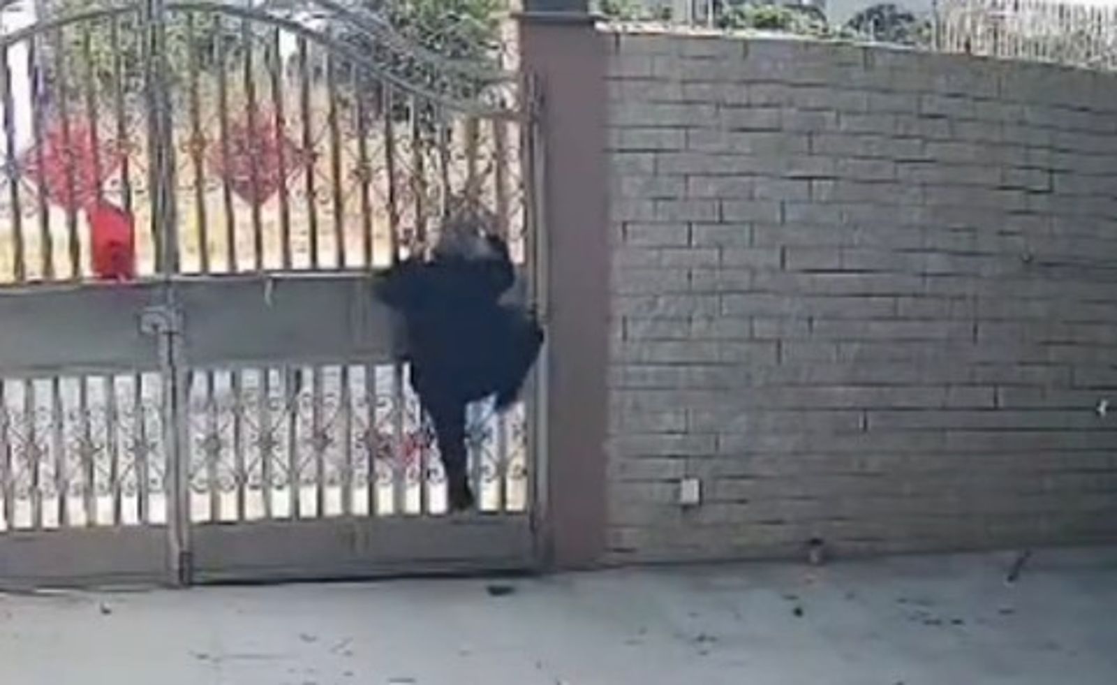 老太太身手矯健地爬門外出。圖／翻攝自微博