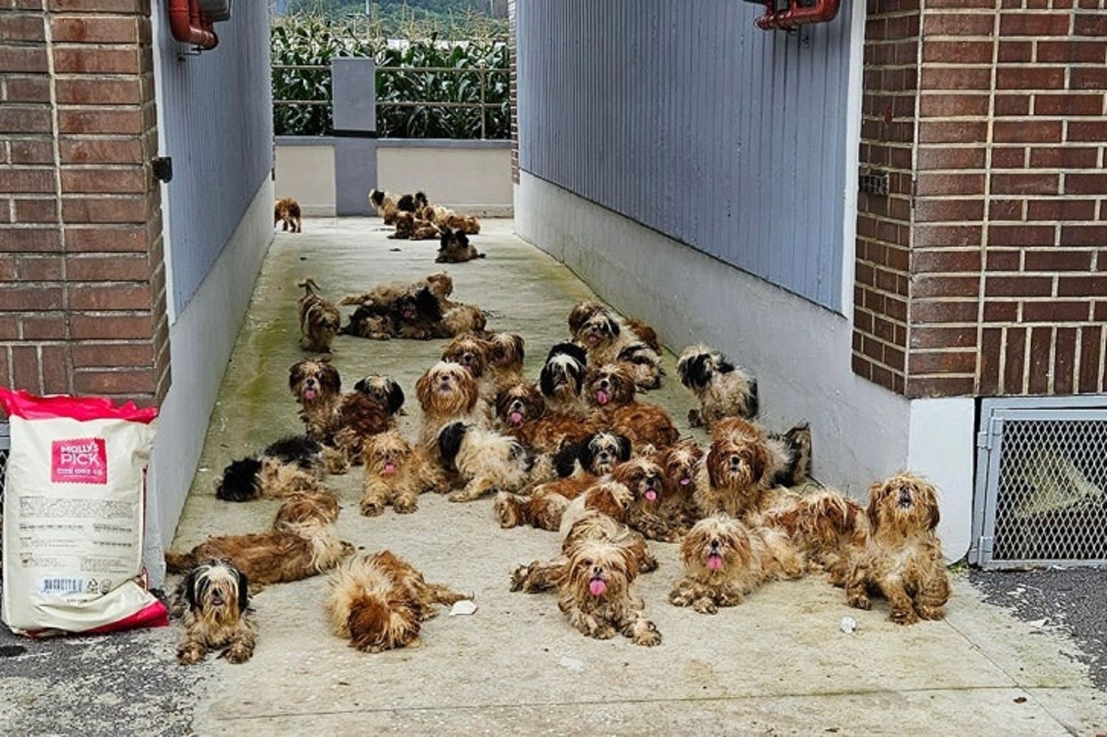 韓男養50隻西施犬1週無餵食!鄰居聞惡臭報警:全身沾滿屎尿 傷口膿液狂流