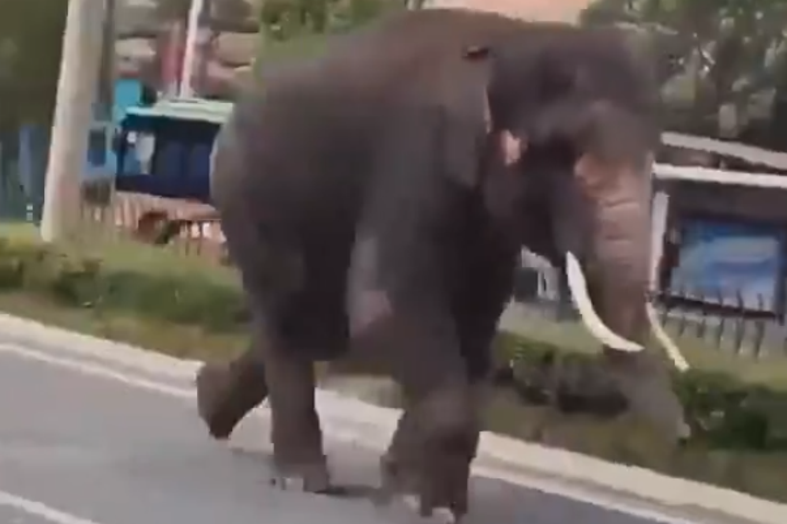 馬路上驚見大象狂奔！飼養員「1招」淡定哄回籠
