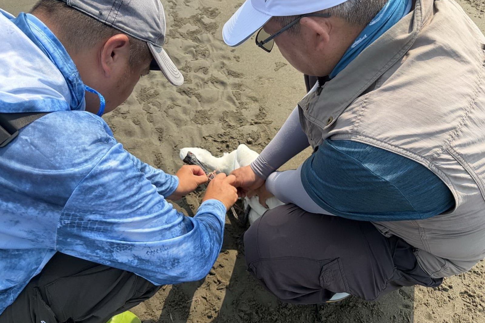 黑面琵鷺受困在溼地,農業處趕緊派保育人員到場救援。苗栗縣政府提供
