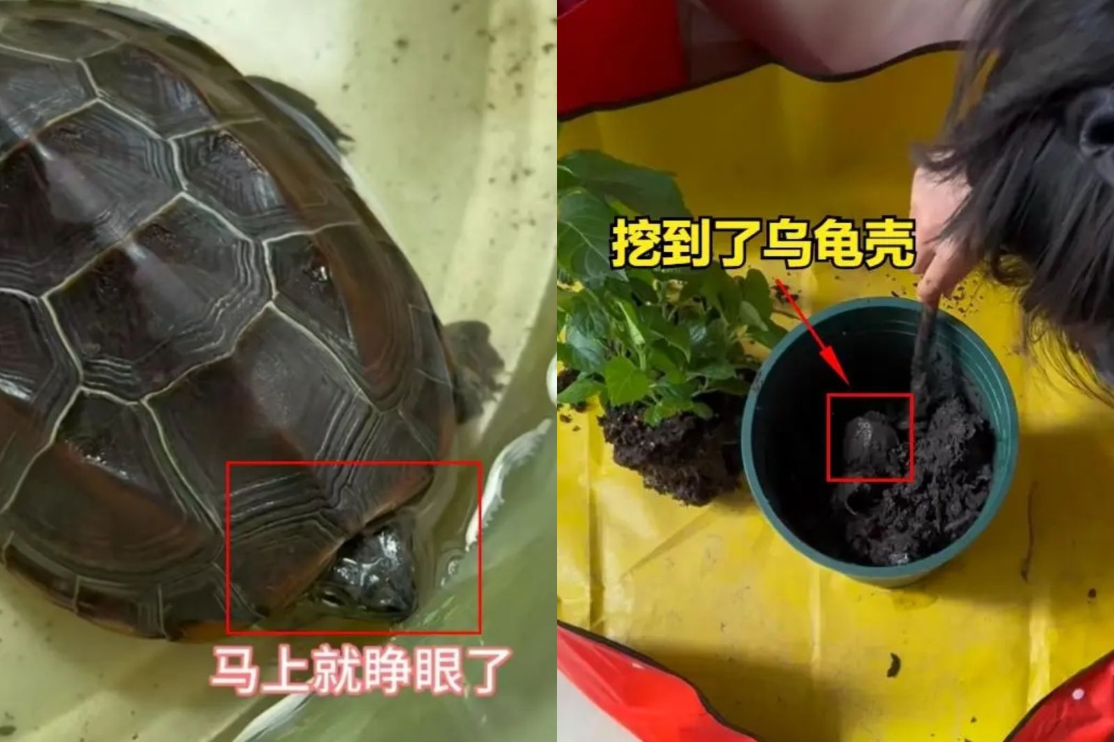 烏龜斷氣埋花盆！隔2月挖開竟復活了　網傻眼：真有龜息大法