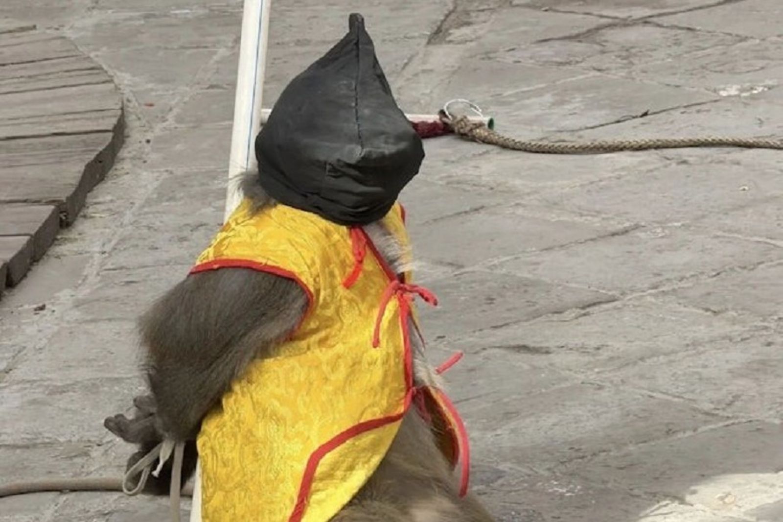 猴子何辜？被當死囚雙手反綁套黑頭罩　動物表演涉虐待