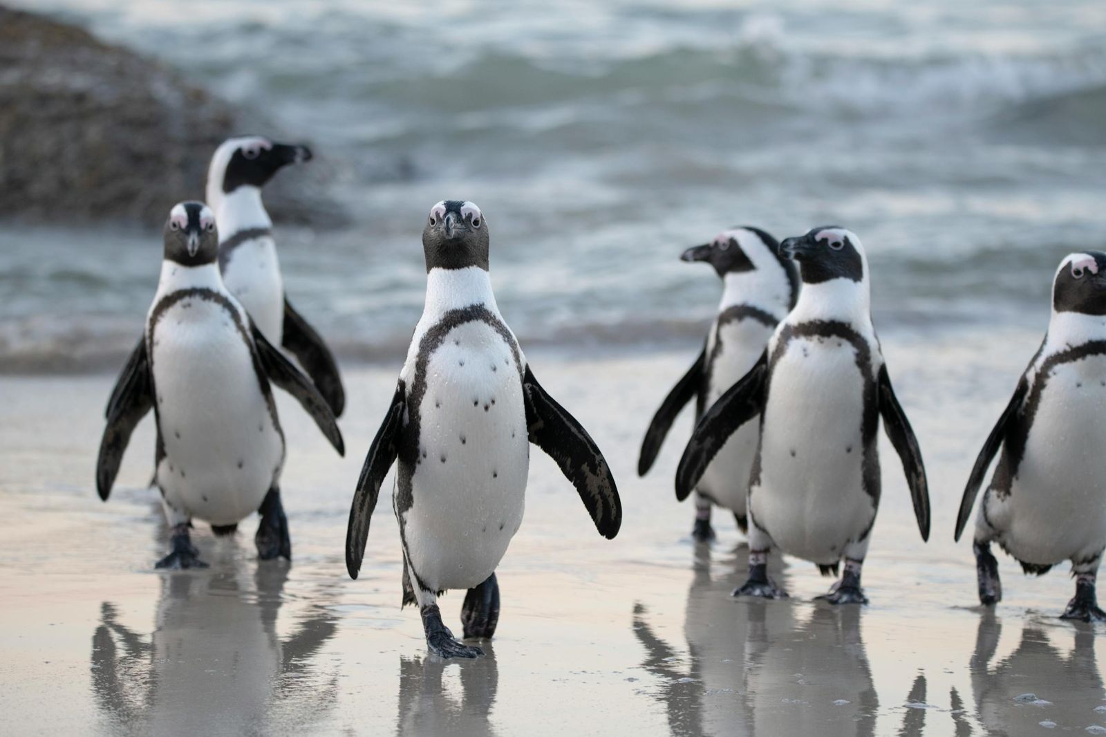 沙丁魚銳減！南非逾6萬隻企鵝餓死　兩大繁殖地95%族群消失陷危機
