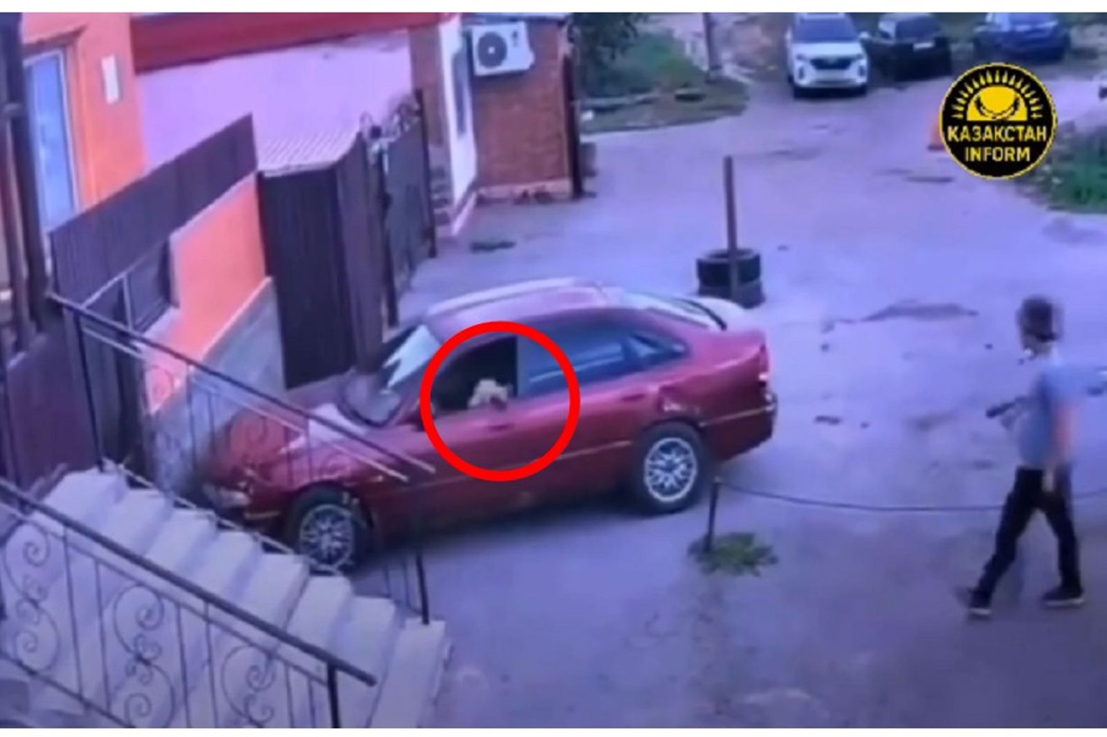 貓咪偷車啦!自己發動車輛 三寶式駕駛撞車後逃逸