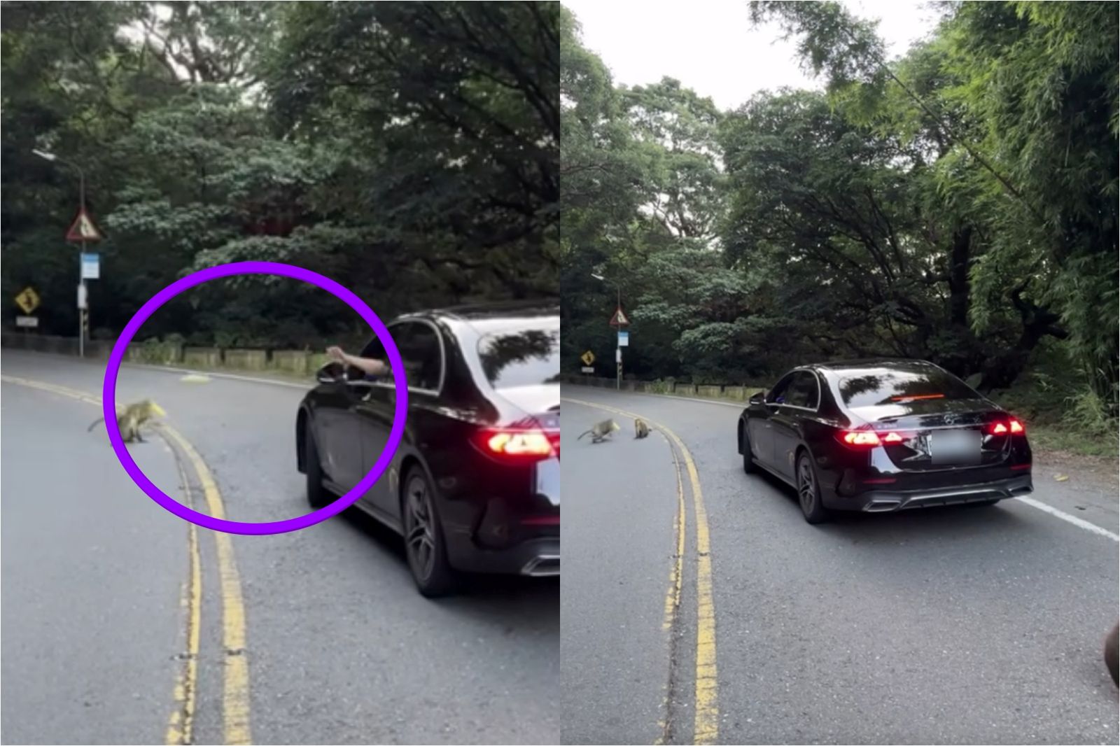 目睹賓士車擋路餵陽明山猴群!2週後「滿地香蕉皮」他怒檢舉 動保處回應