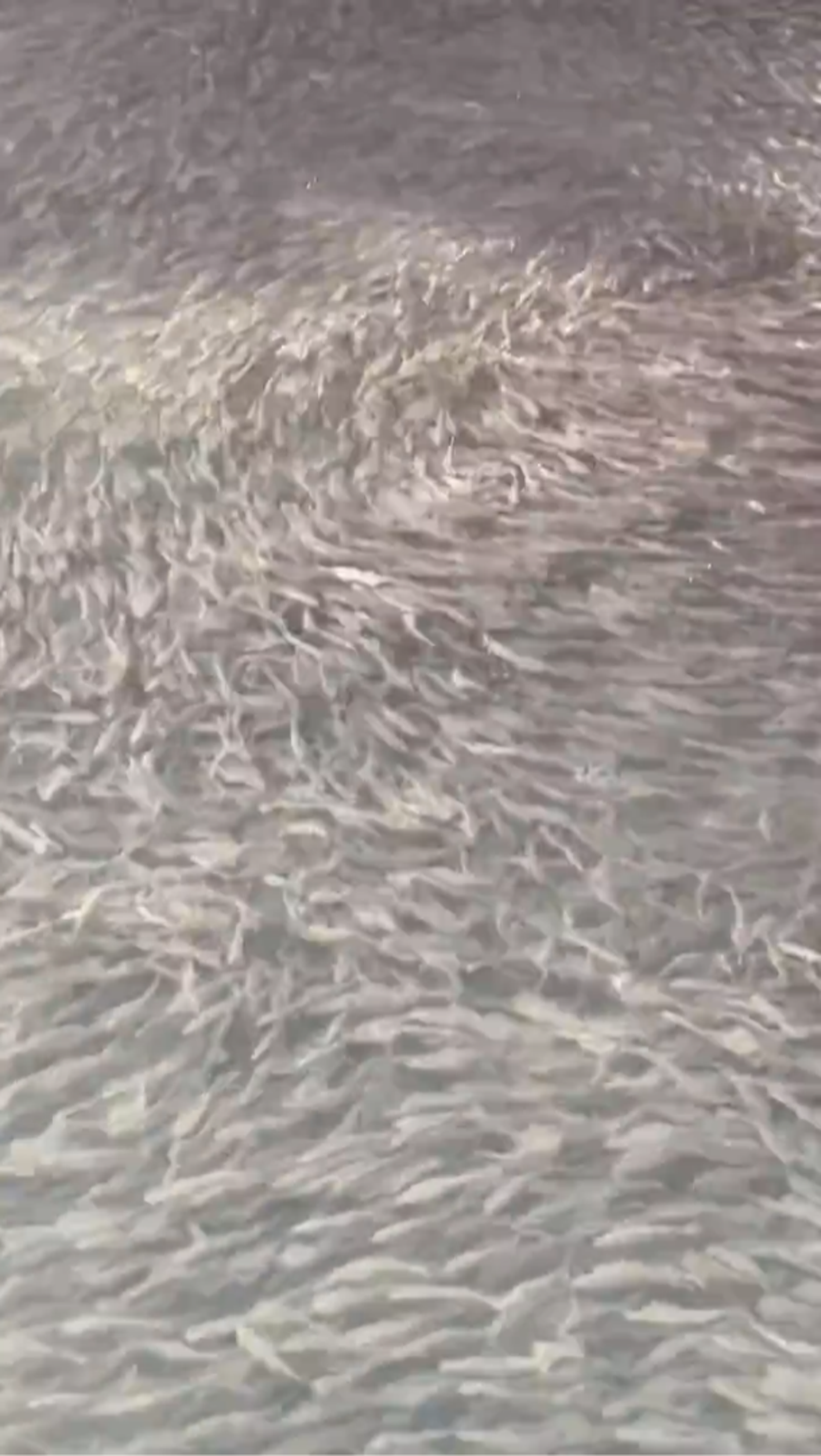 大阪道頓堀河道湧入大量魚群。圖／X@ganbareore114