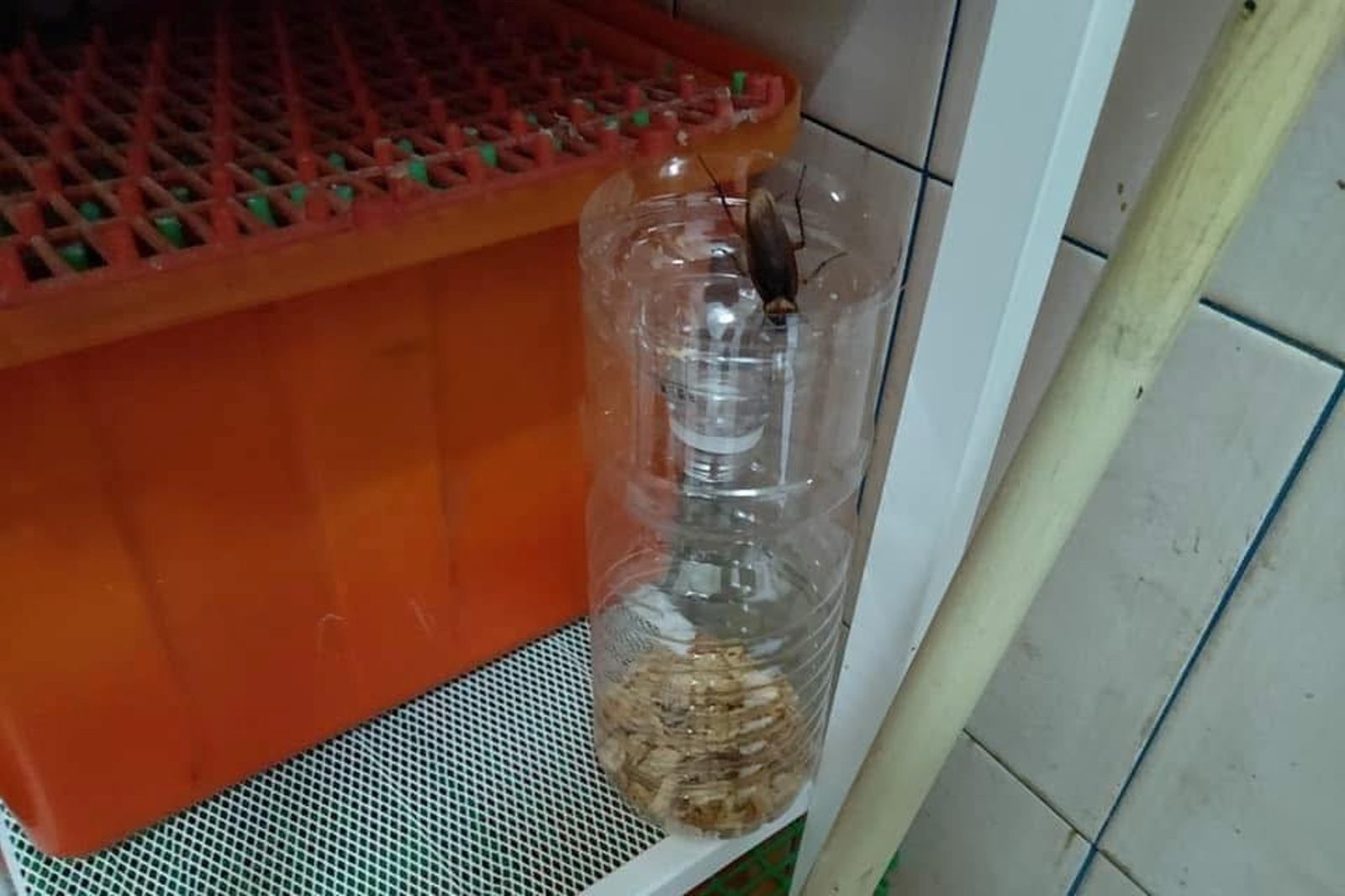 在容器中放油蔥酥可以吸引蟑螂靠近，幫助捕捉。圖／翻攝自爆廢公社公開版