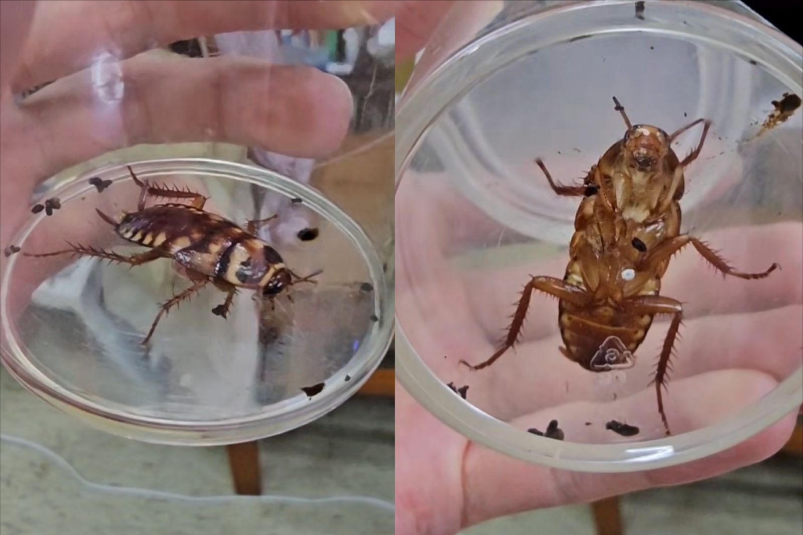 一名網友實測將蟑螂困在容器超過一個月，結果超驚人。圖／翻攝自Dcard