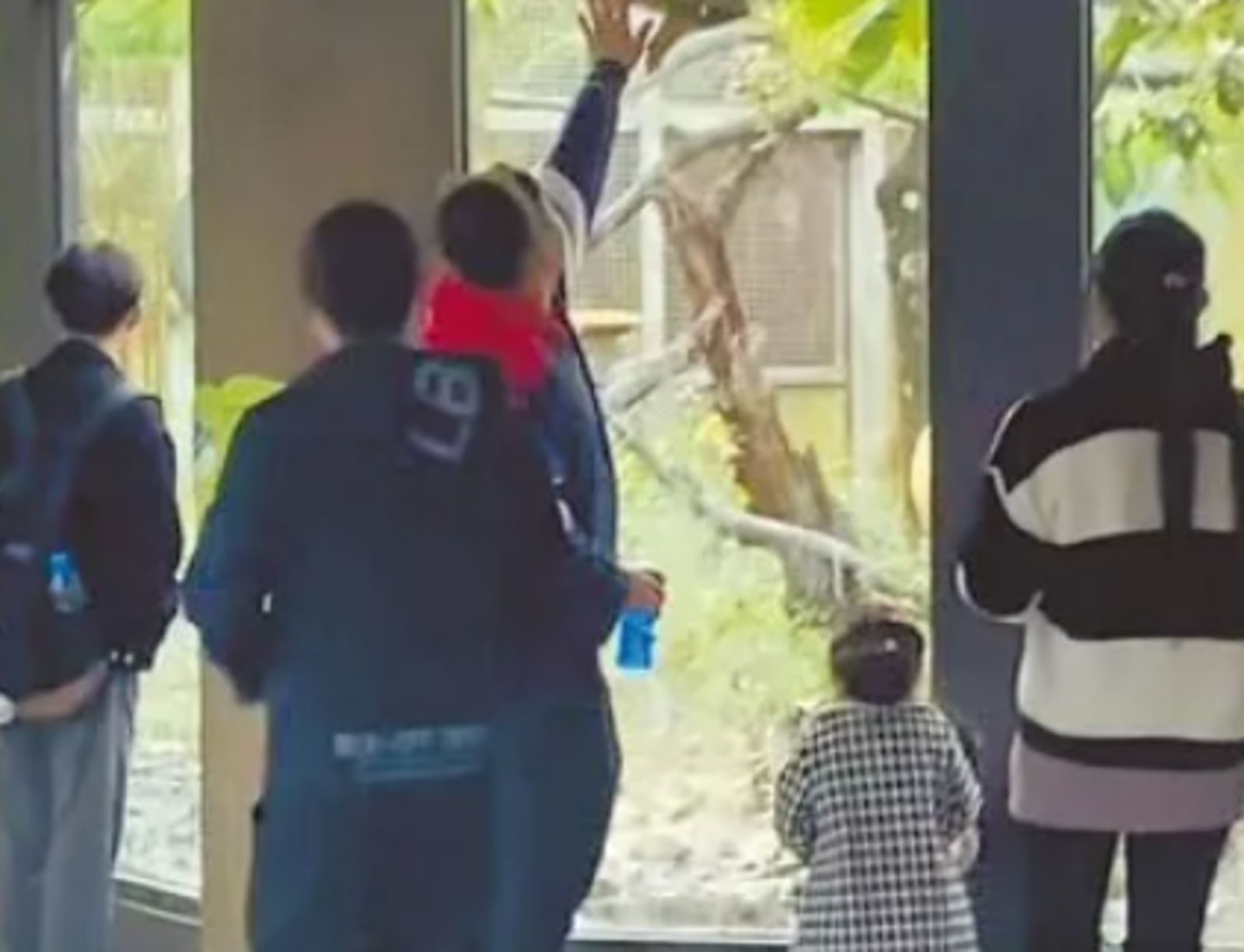 誰是猴？無聊男拍窗挑釁白面捲尾猴　下場出爐「繳錢＋上課」