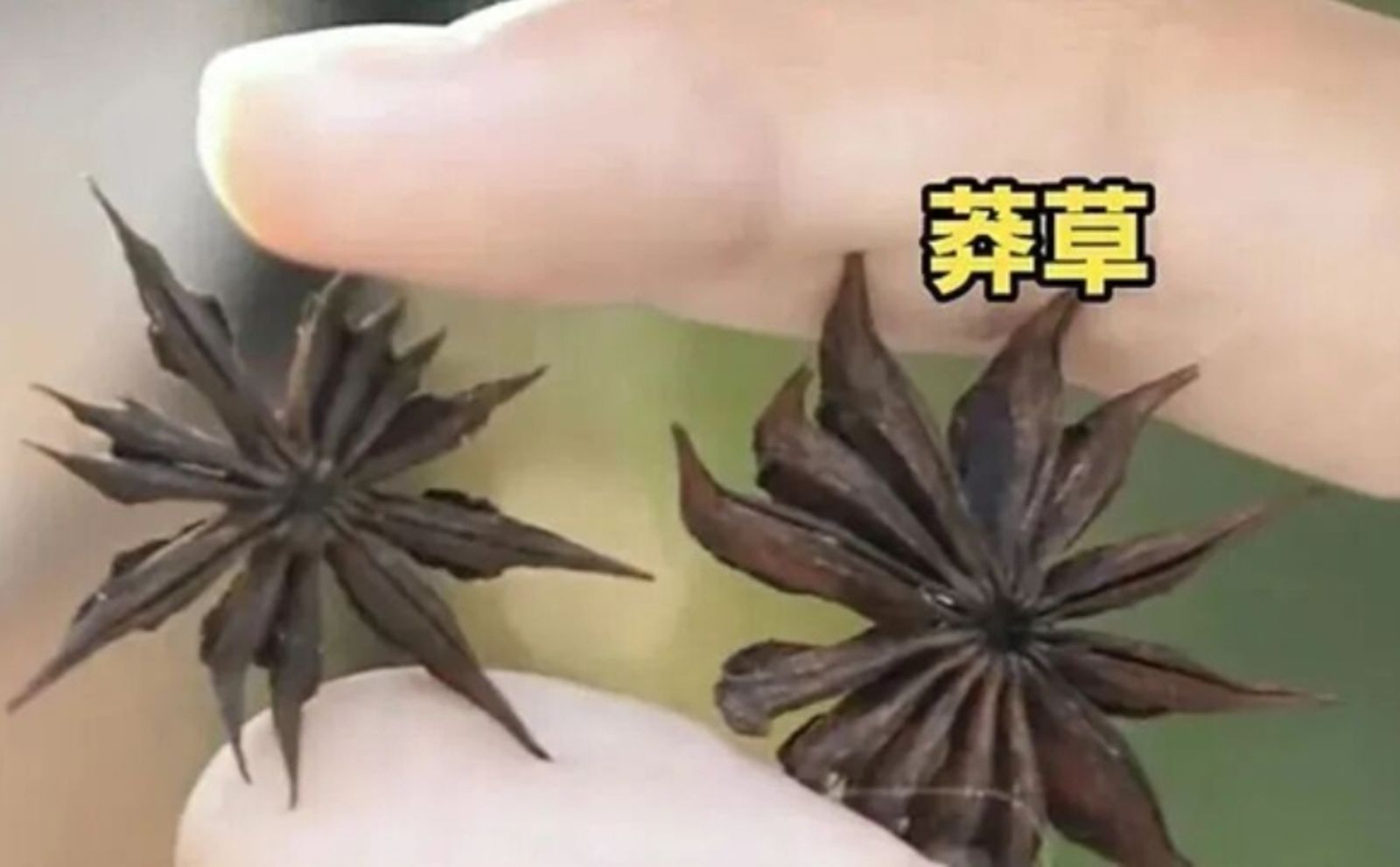 燉紅燒牛肉出大事!小孩好奇數八角驚見「13個角」 媽查真相嚇壞:肉全扔了