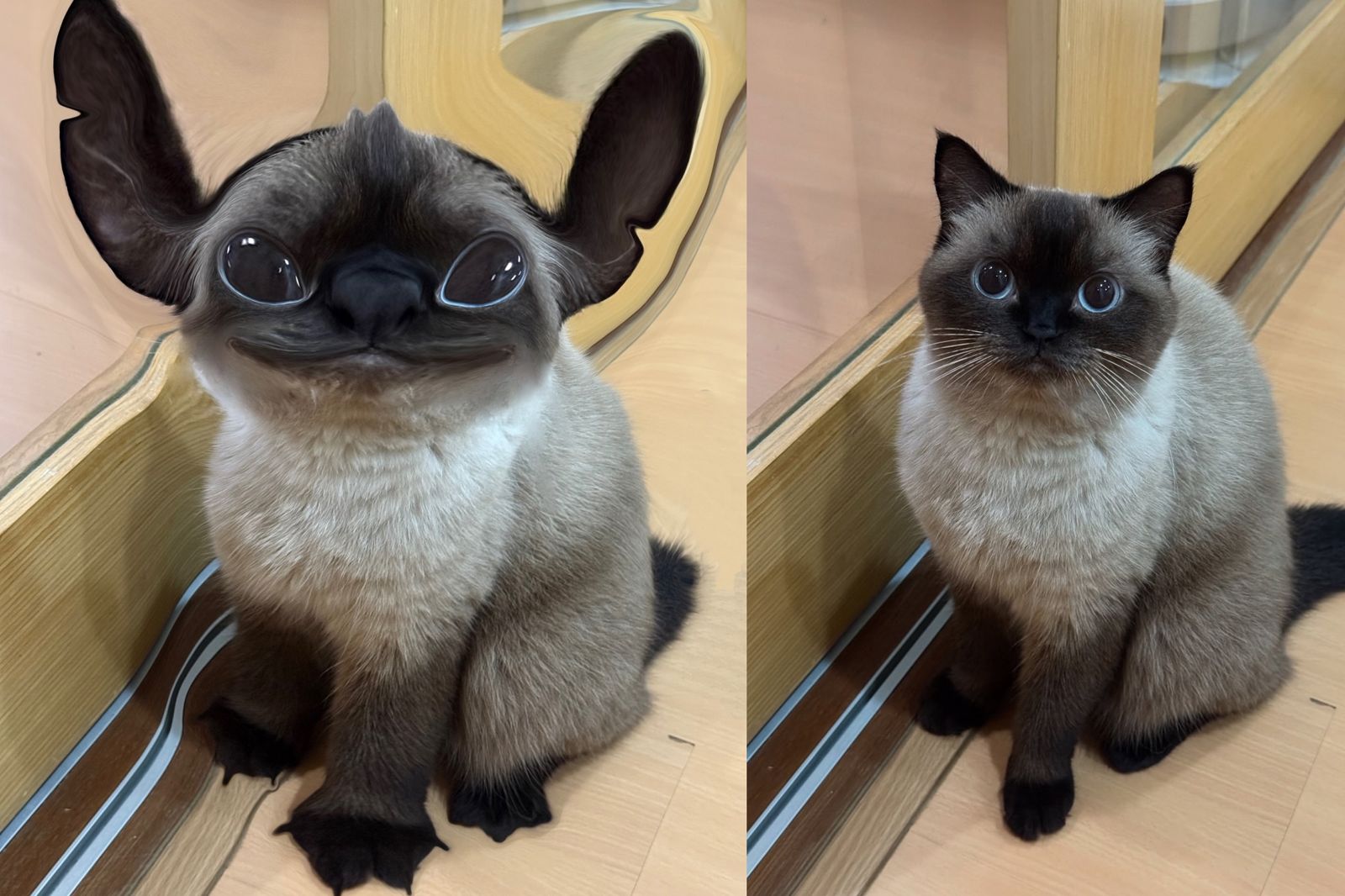 真人版《星際寶貝：史迪奇》引寵物改風潮。翻攝@manjunamai IG