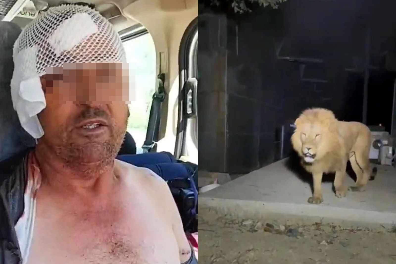 腳邊毛茸茸的以為是貓咪…他睜眼驚見「獅子撲上來撕咬」！搏鬥20分鐘險沒命