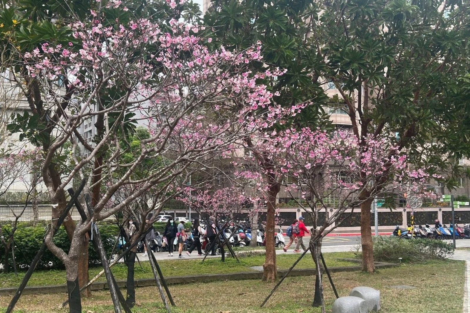 不想跑太遠又想徜徉花海、山林美景？台北走春景點一次滿足