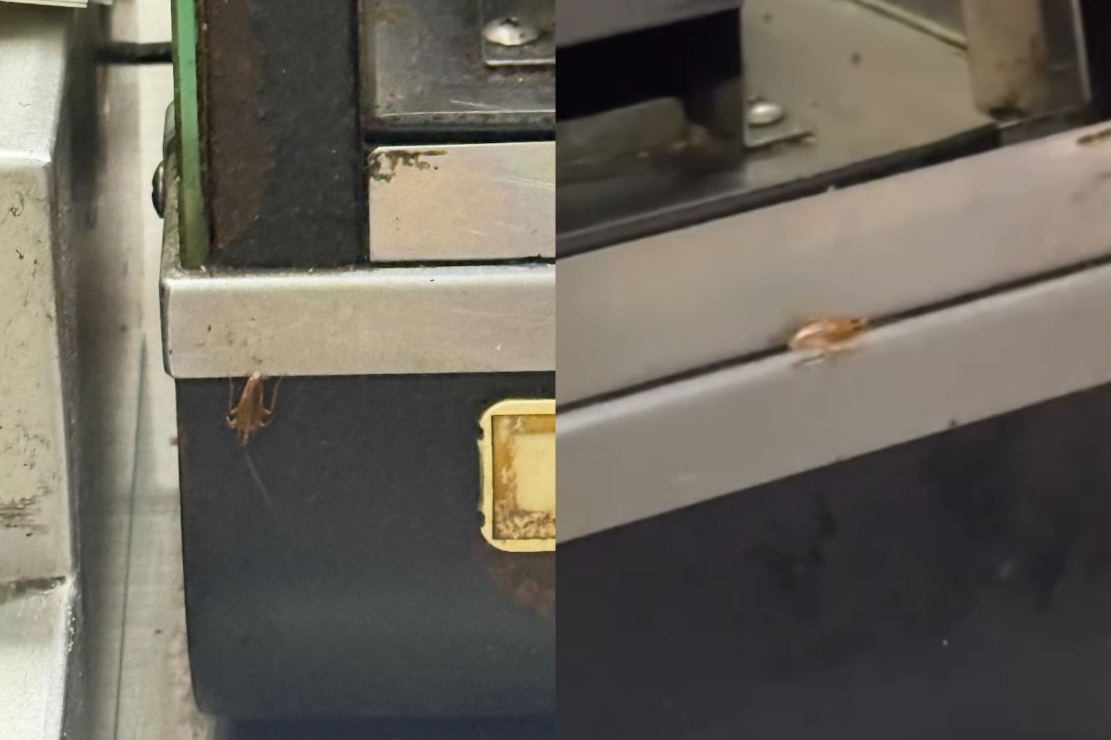 高雄70年湯包店「小動物開趴」!她控:業者無反應 只將食物換地方擺