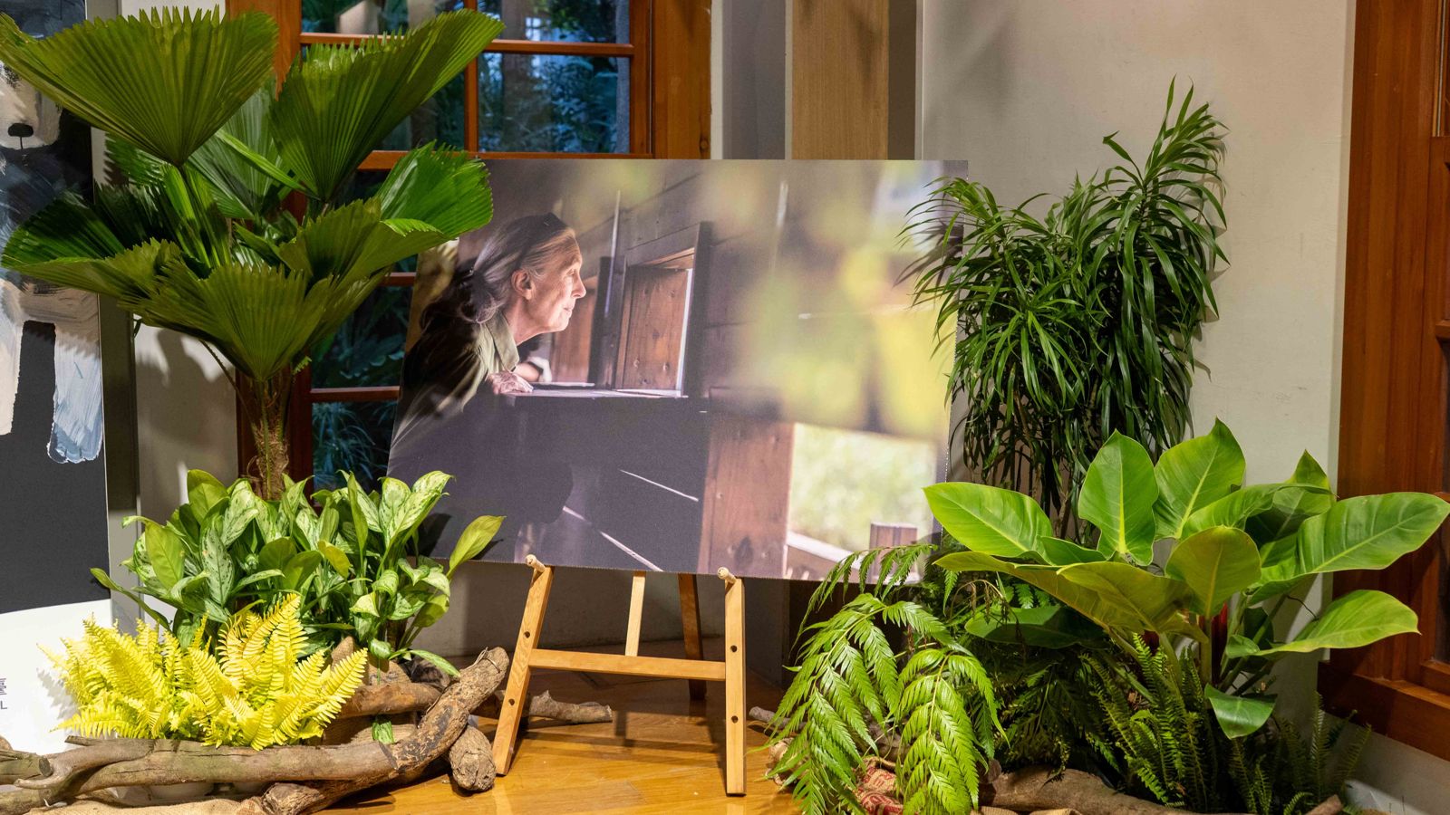 珍古德博士在台30年特展於臺博館登場 回顧保育行動與歷史影像