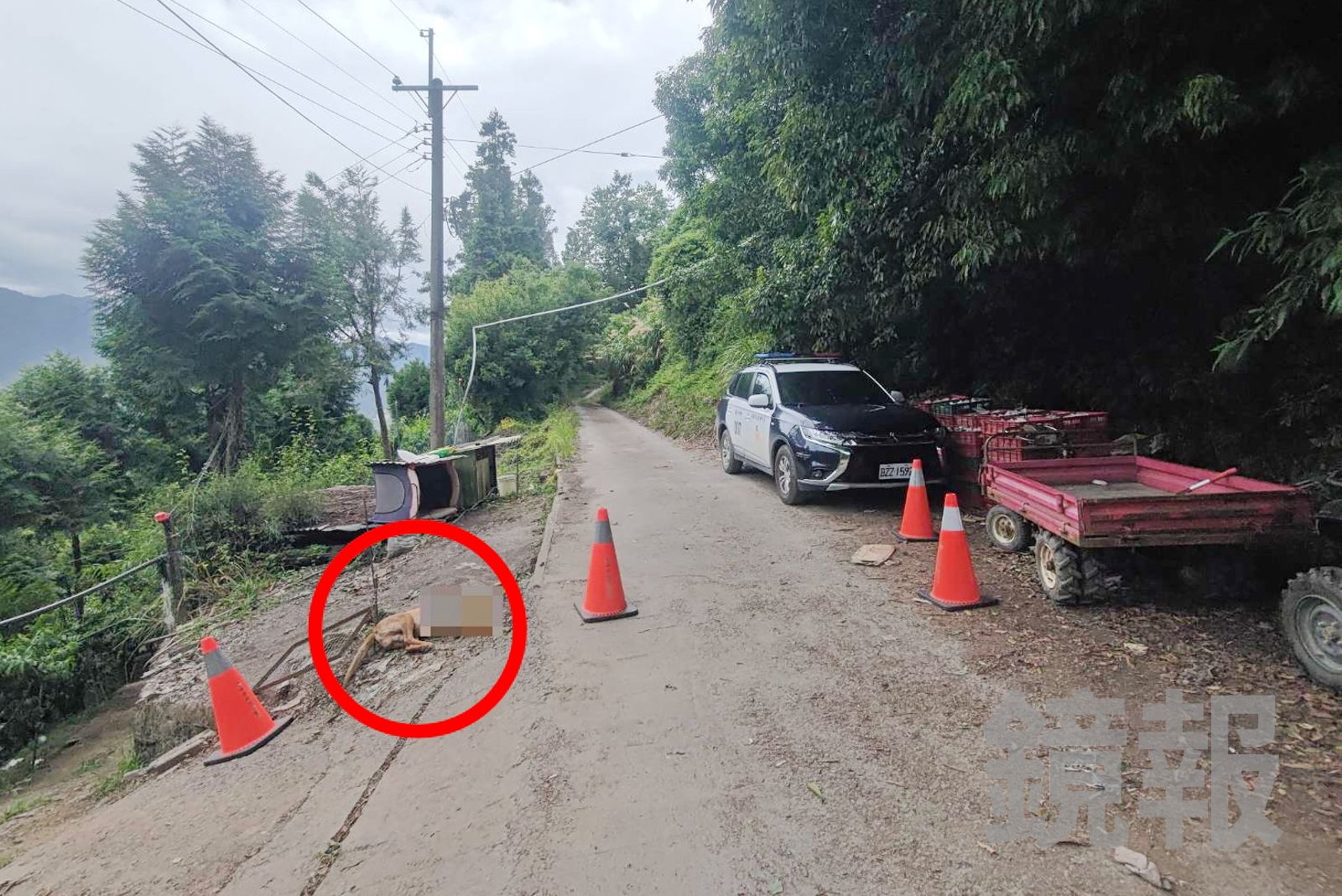 獨家/梨山看門犬遭刺死!竊賊狂偷水蜜桃、機車、搬運車油料 居民怒轟:心黑到不行