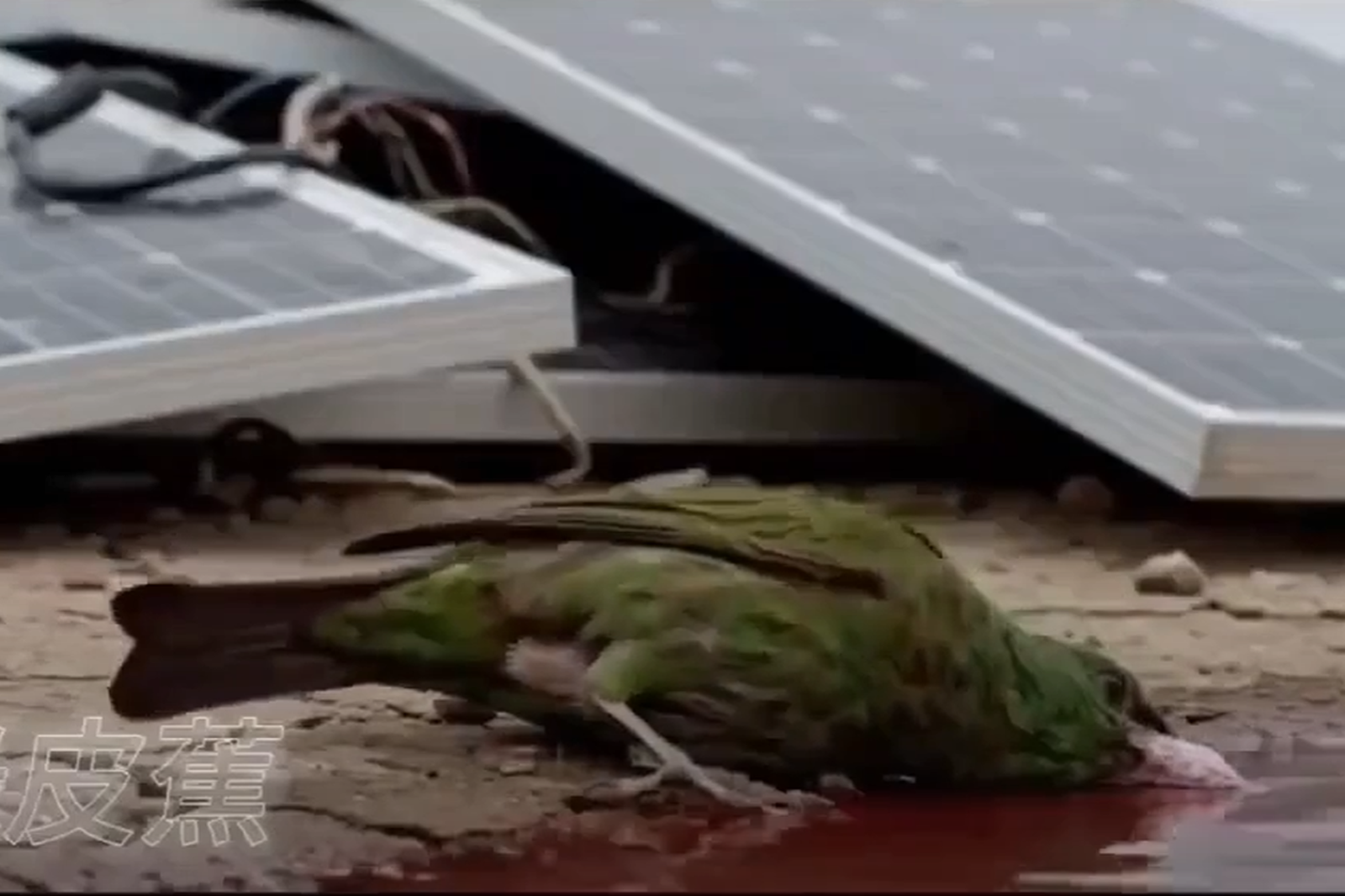 「光電板流紅水」有毒？網傳小鳥喝2口秒暴斃　事實查核平台解答
