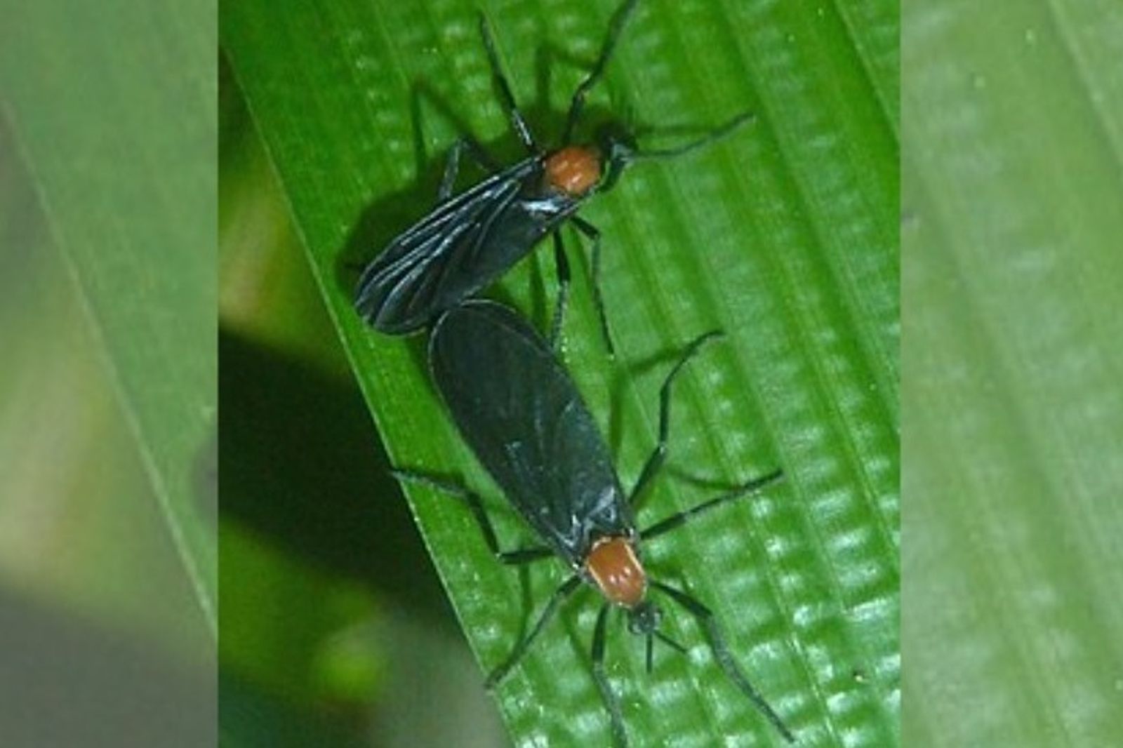 遊韓注意!首爾爆發「愛情蟲」危機 邊飛邊交配民眾超崩潰