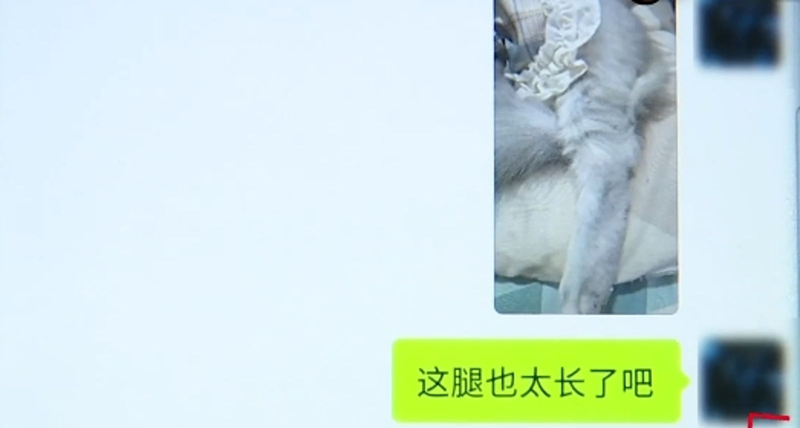 杭州一間黑心寵物店家多次販賣生病寵物，甚至還欺騙飼主品種，事發後避不見面解決。圖／翻攝自《1818黃金眼》微博