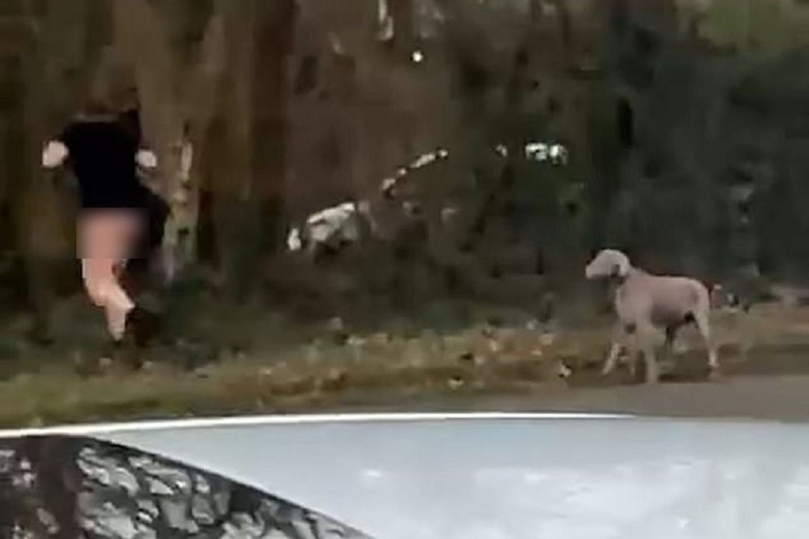 男裸奔被狗盯釀3車禍　法院證實：他是小王被綠帽夫抓姦逃跑