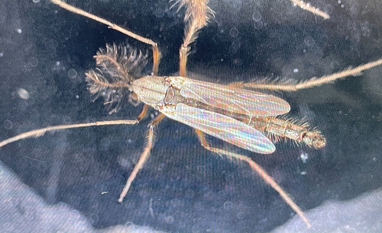 主辦單位確認是「搖蚊」作祟。圖／翻自@Ohchan_sub