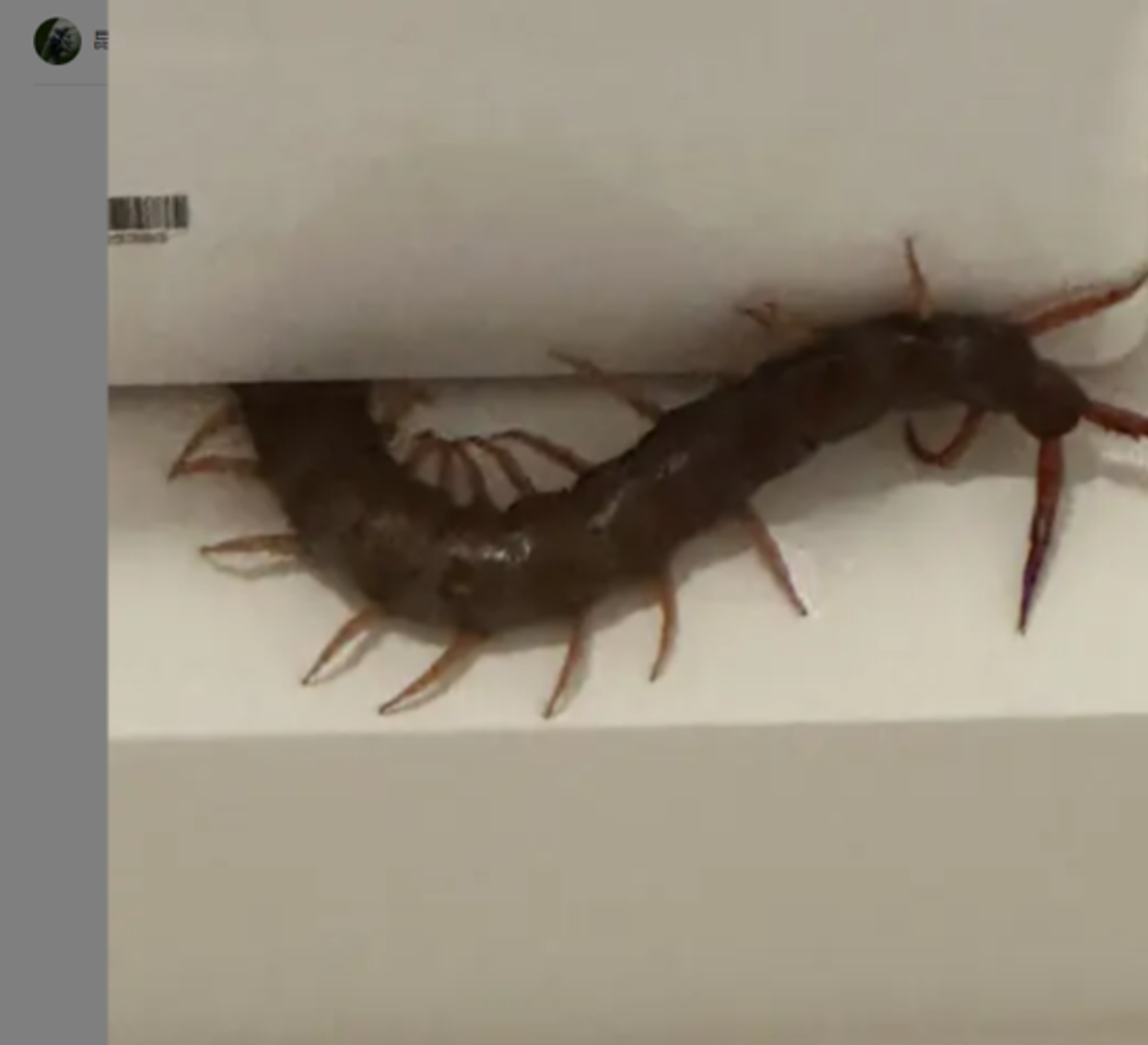 原PO附上超巨蜈蚣照。圖／翻攝自Dcard