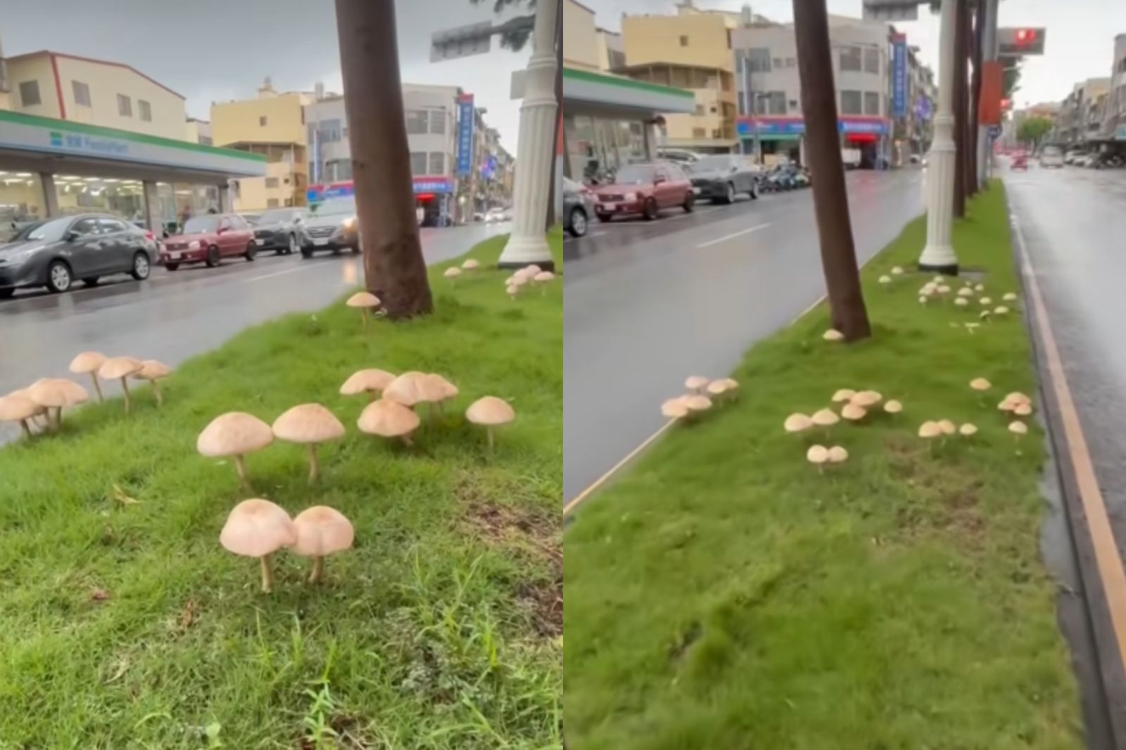 下雨下到長香菇!高雄分隔島成打卡景點 食藥署提醒:有毒不要碰