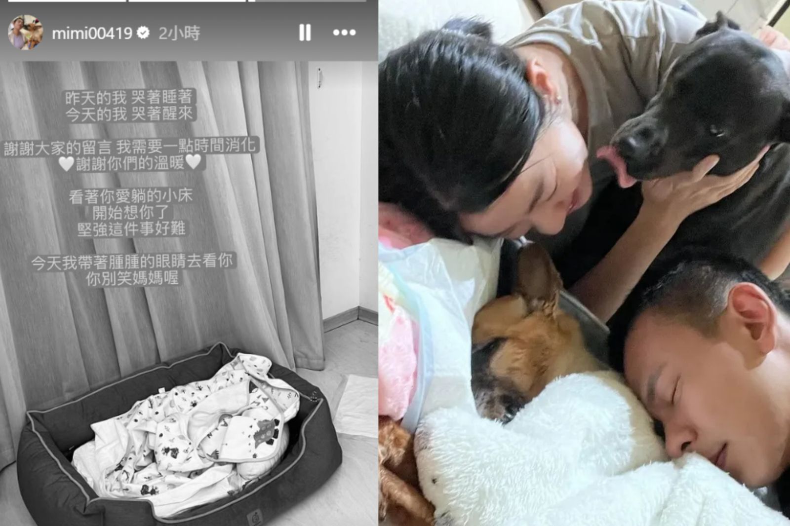 米可白愛犬錢錢胃癌病逝今火化　早晨哭著醒來