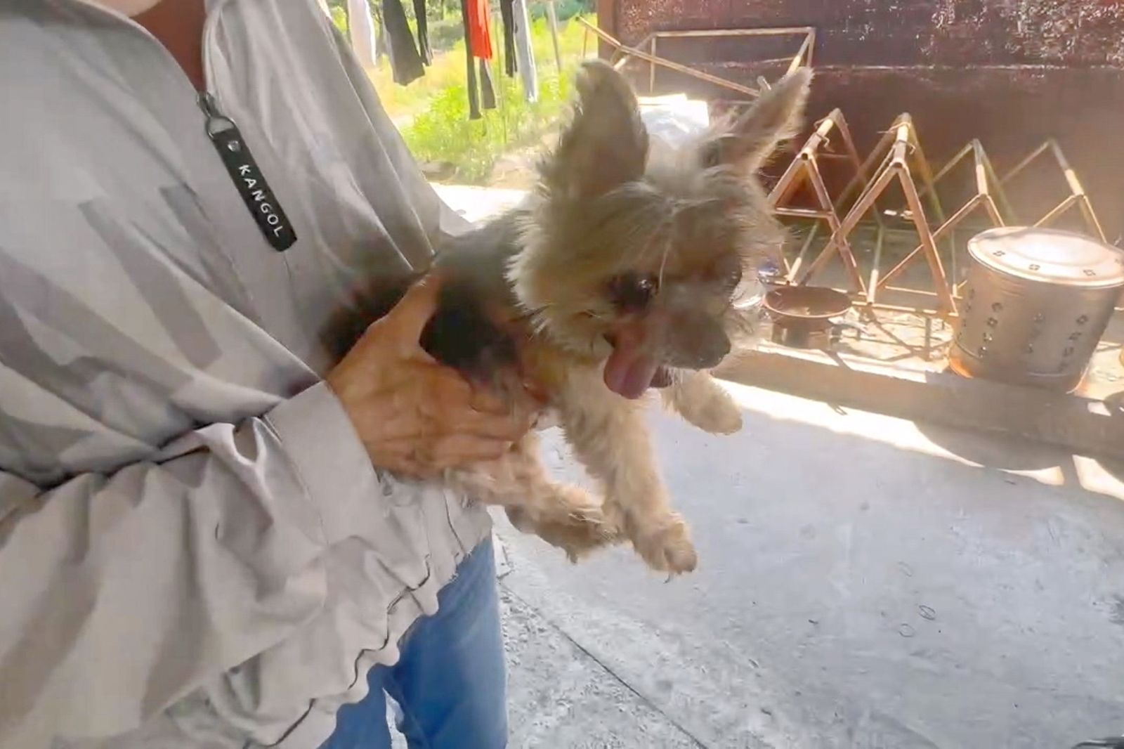護師媽媽受訪4/女兒走了愛犬「可樂」整夜哭!媽媽帶回彰化養:看牠就像看到女兒