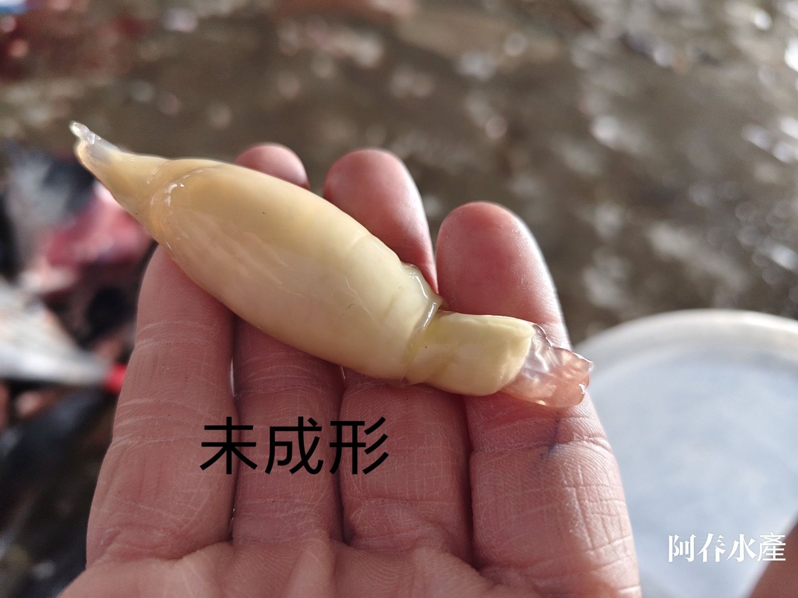 魚販拍下未成形胚胎。圖/翻攝自Threads@yuwen2251
