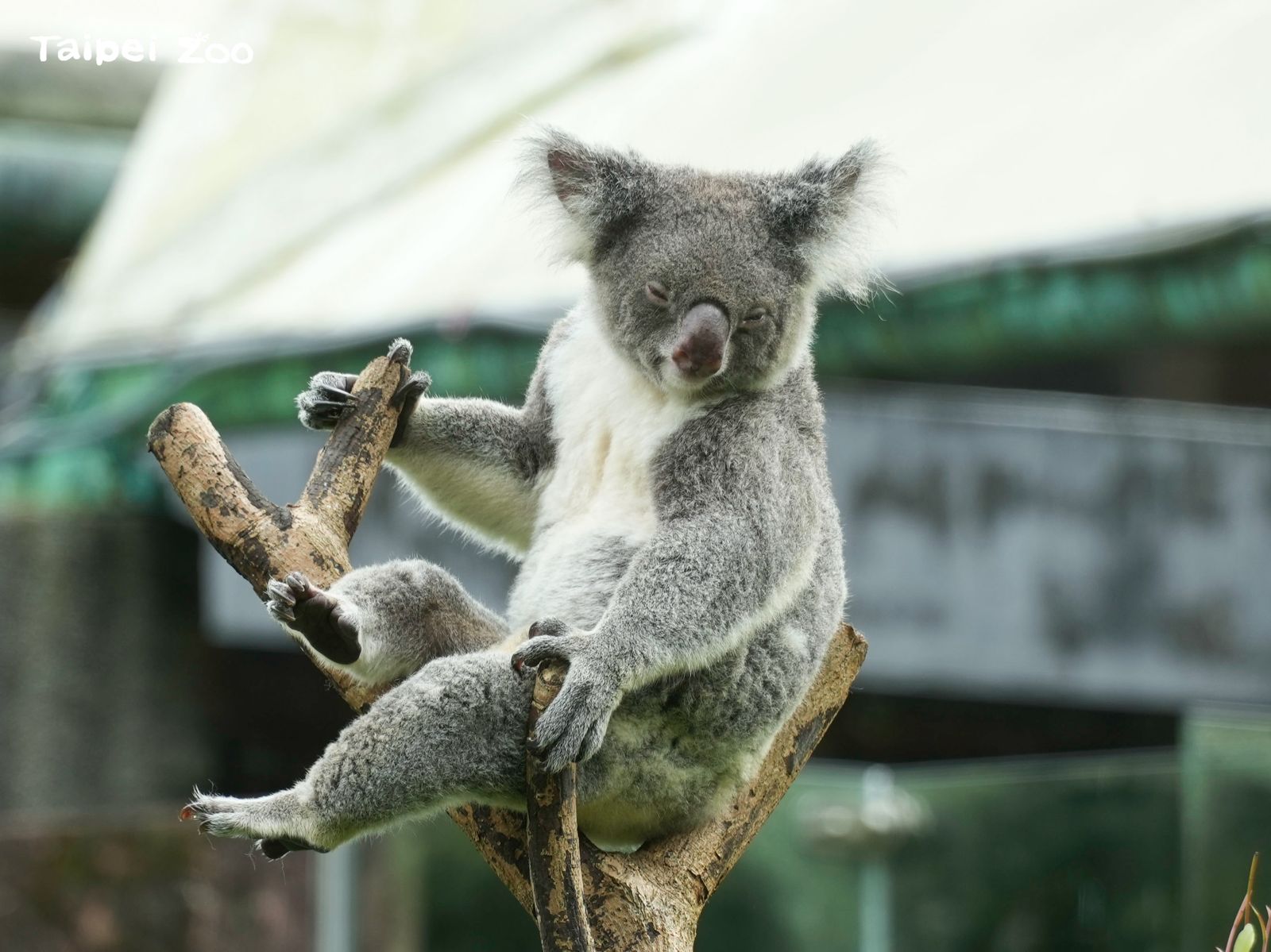 雌性無尾熊，胸前無胸腺。圖／翻自台北市立動物園官網
