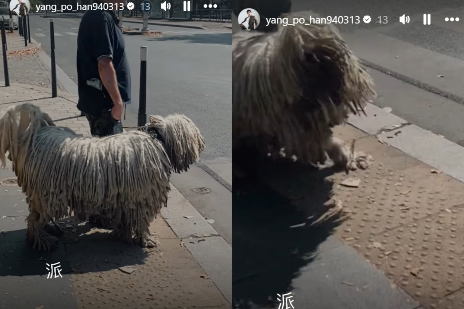 楊博涵在國外路旁拍狗反被吠，引人發笑。翻攝自yang_po_han940313 IG