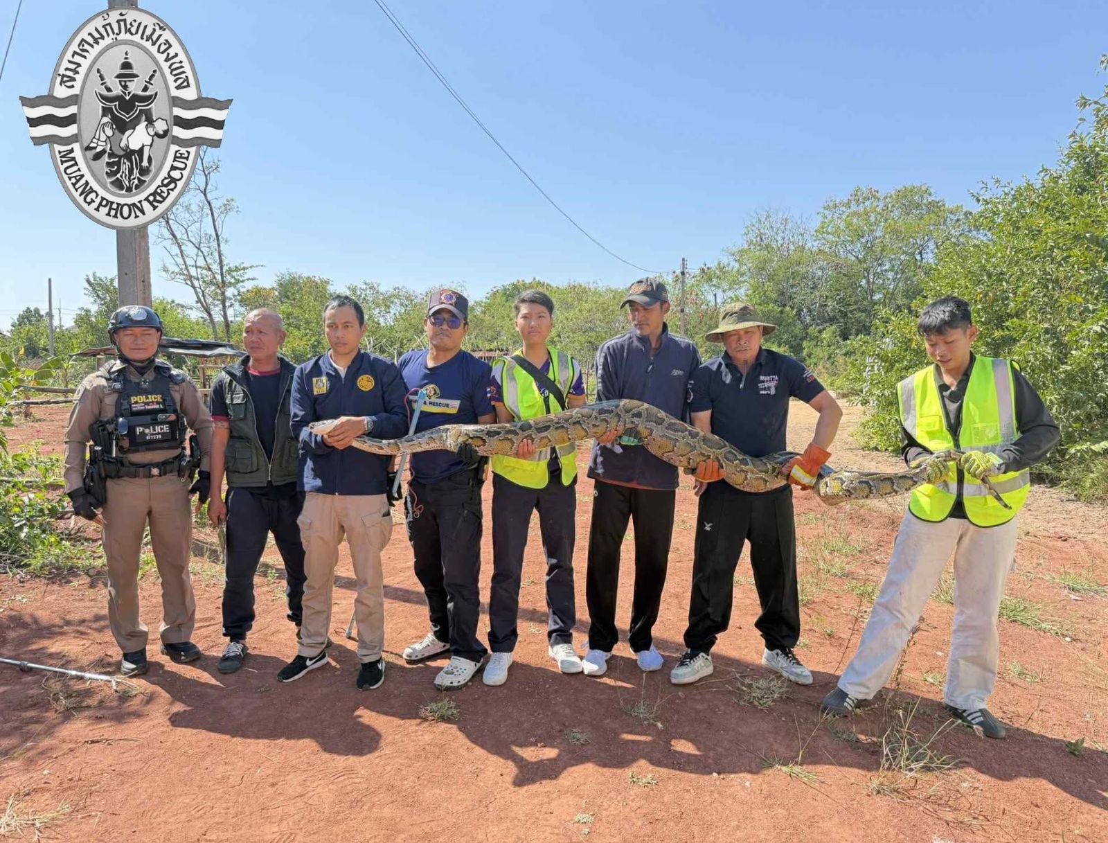 3米巨蟒吃太飽逃不了！野放過程吐出大型犬屍　當地專家稱當地最大一條