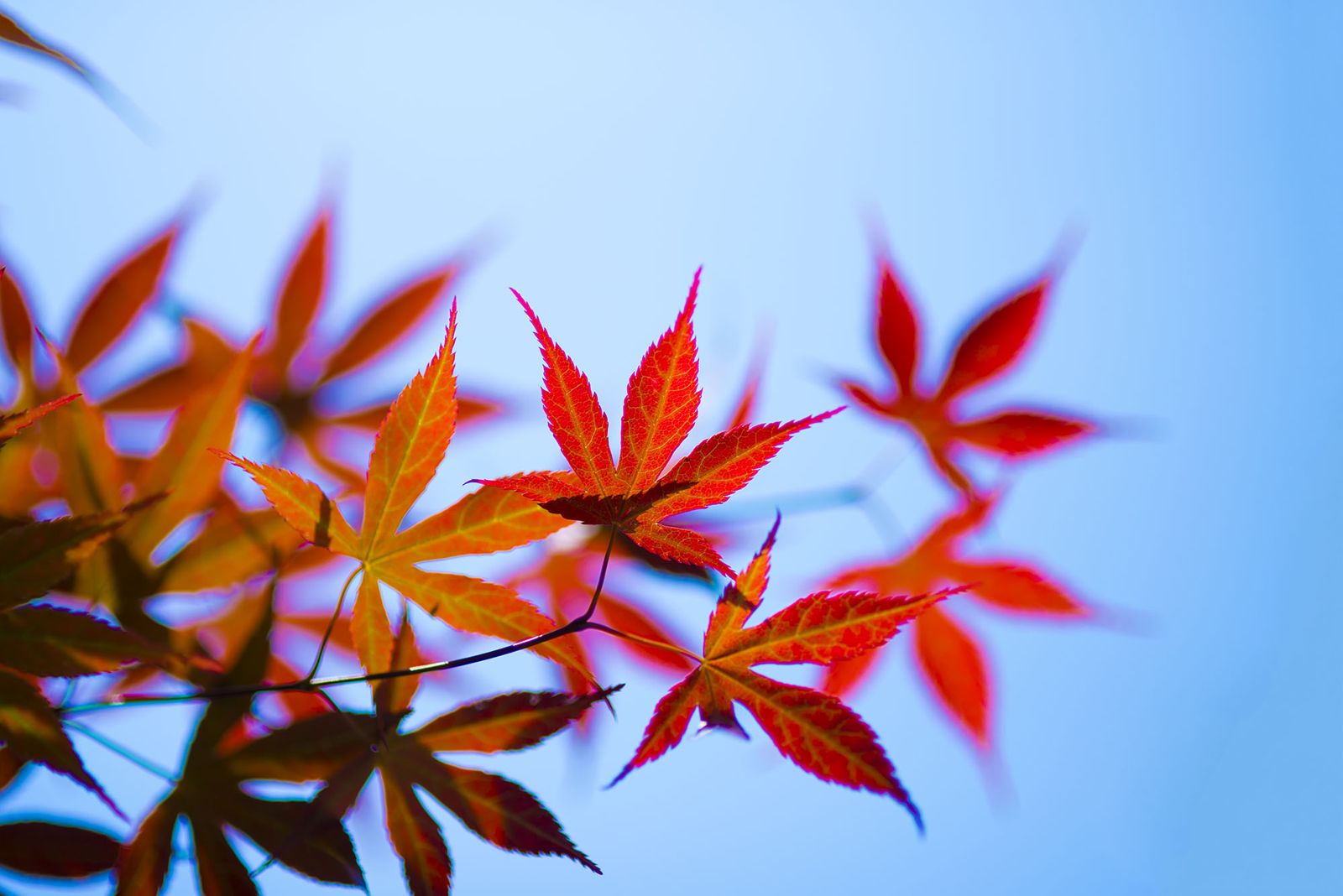 9/23秋分4大禁忌一次看！命理專家示警：4生肖要避災