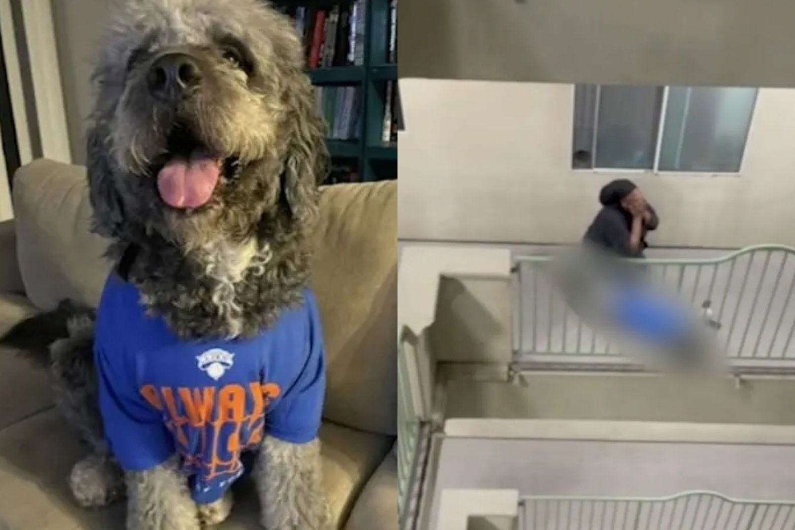 目睹警「連開4槍」射殺愛犬!飼主跪地痛哭:我不敢相信