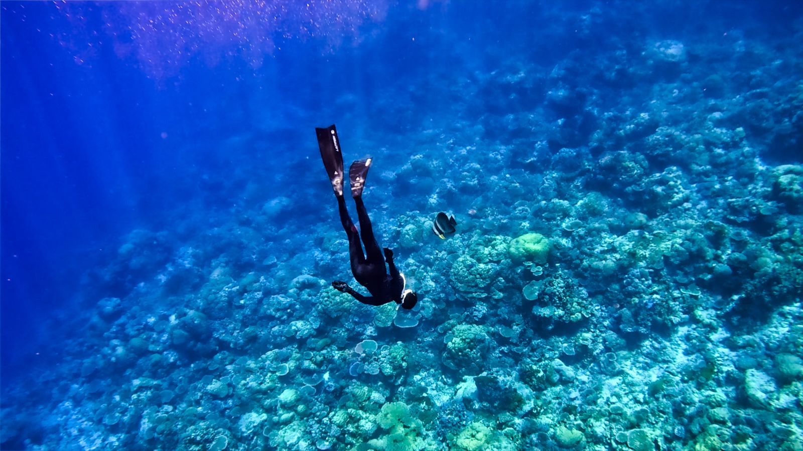 温貞菱潛水喜獲小魚粉絲。公視提供
