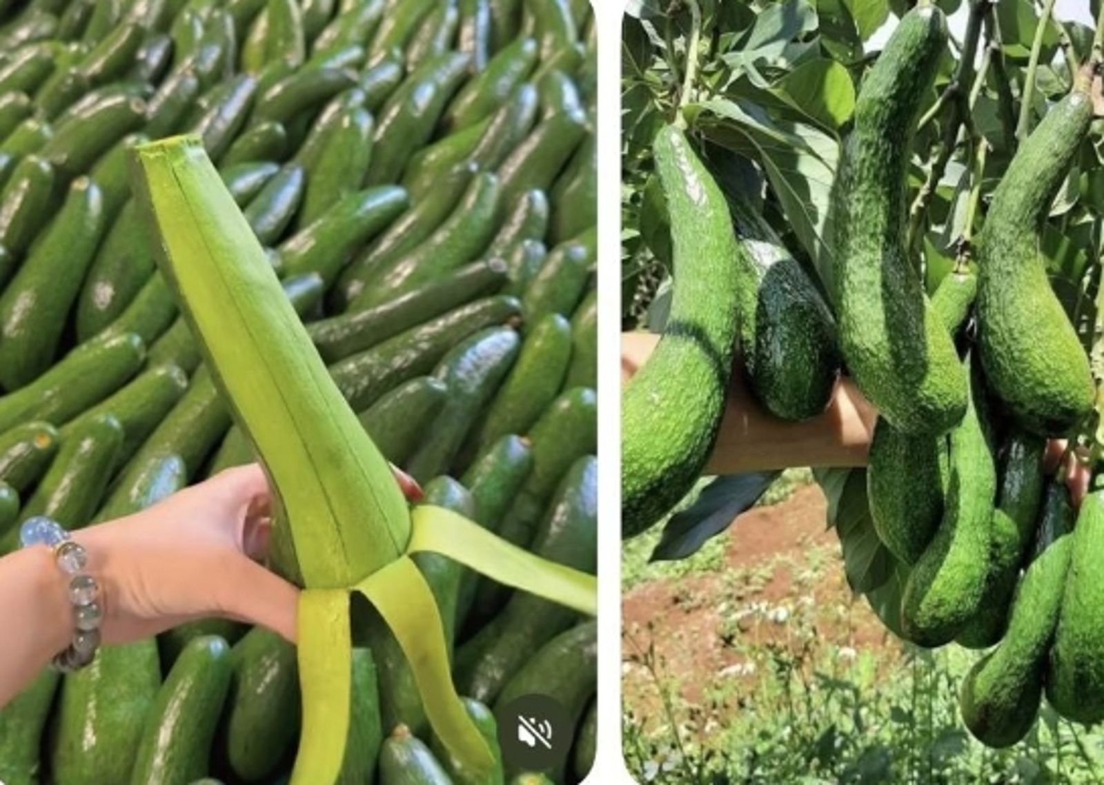 假冒台大研究生賣酪梨！網看「一句話」秒識破：充滿了該封鎖的氣味…詐騙手法曝光