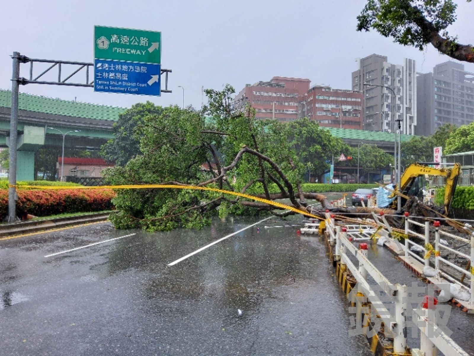中颱巴威吹狂風!北市士林驚傳「巨樹倒塌」 現場拉封鎖線緊急排除
