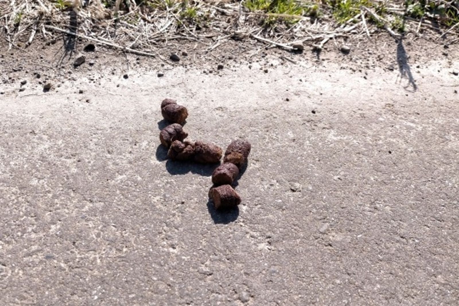 4寶爸靠「清理狗糞便」1年多賺百萬！他坦言副業1週2天班　薪水比正職高
