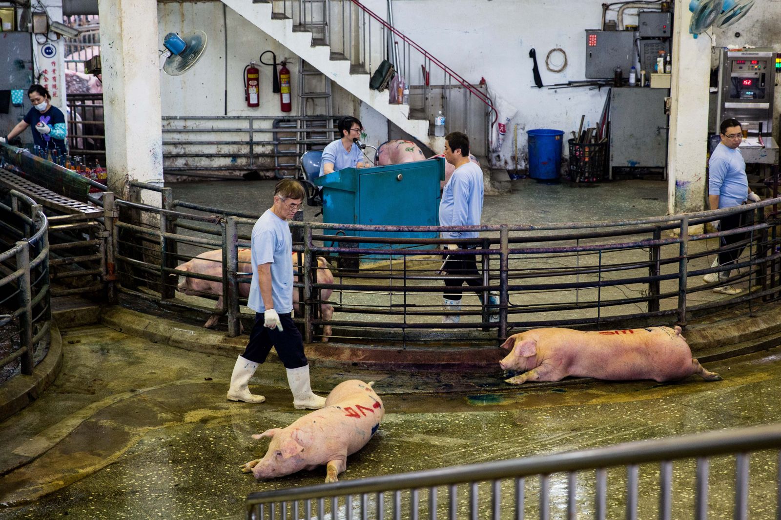 非洲豬瘟襲台，醫師表示並非人畜共通傳染病。圖／鏡週刊