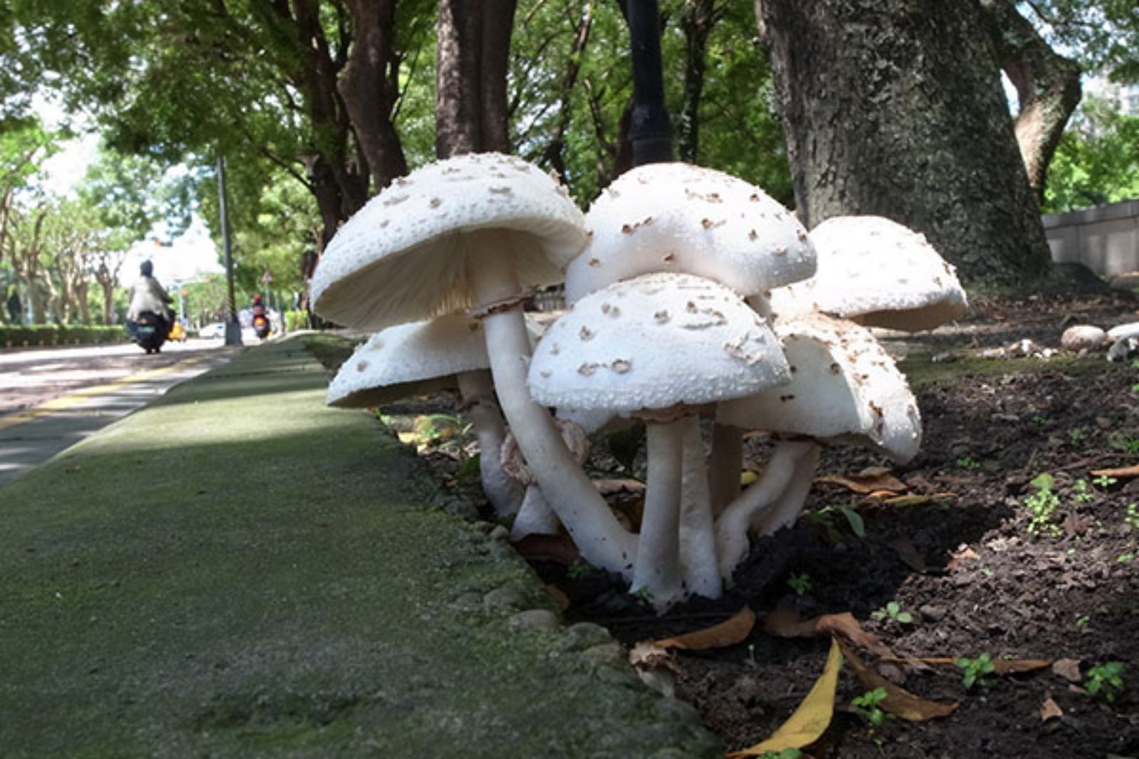  綠褶菇常在春、夏季雨後春筍 般整群在草地或灌叢下出現。圖／翻攝自國立自然科學博物館官網