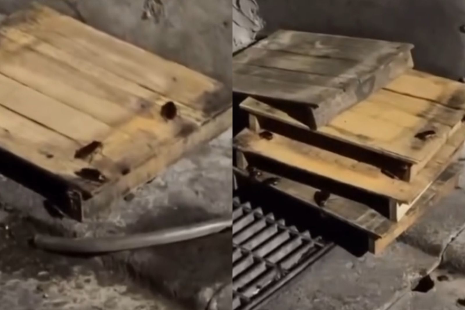 北市知名老店「食物器具爬滿蟑螂」！業者急道歉　衛生局要查了