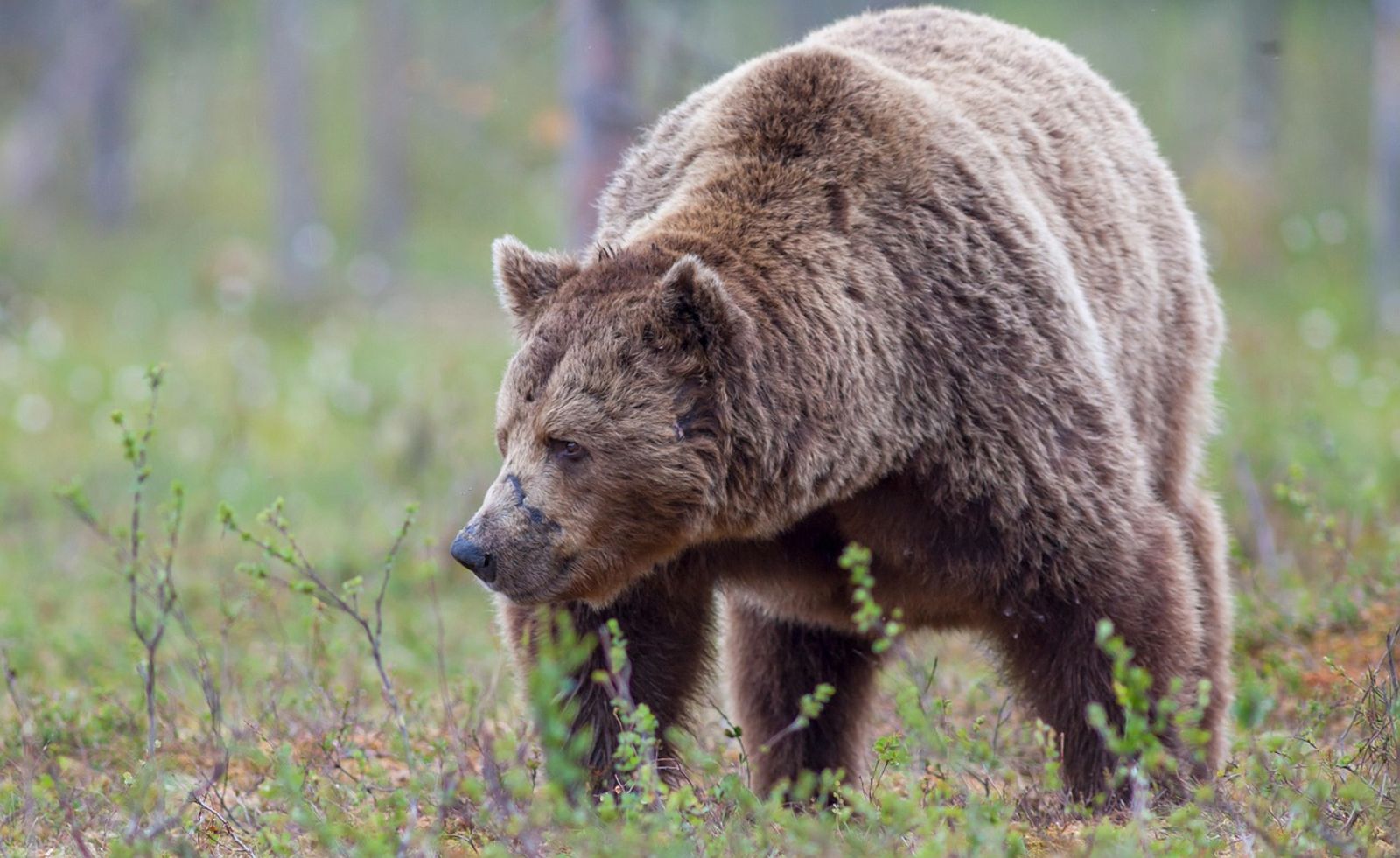 婦人一出門就被棕熊攻擊　拖行血痕長達90公尺…重傷送醫