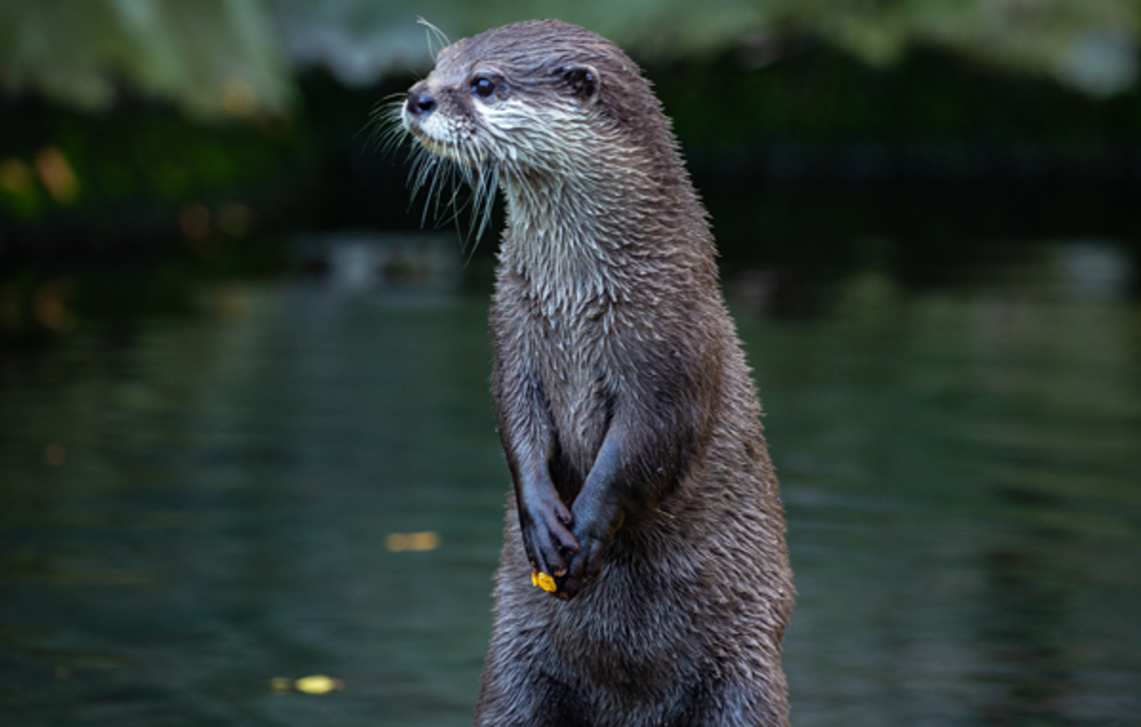 臥底動真情？女警埋伏極端動保組織5年　竟戀上監控對象閃婚隱居