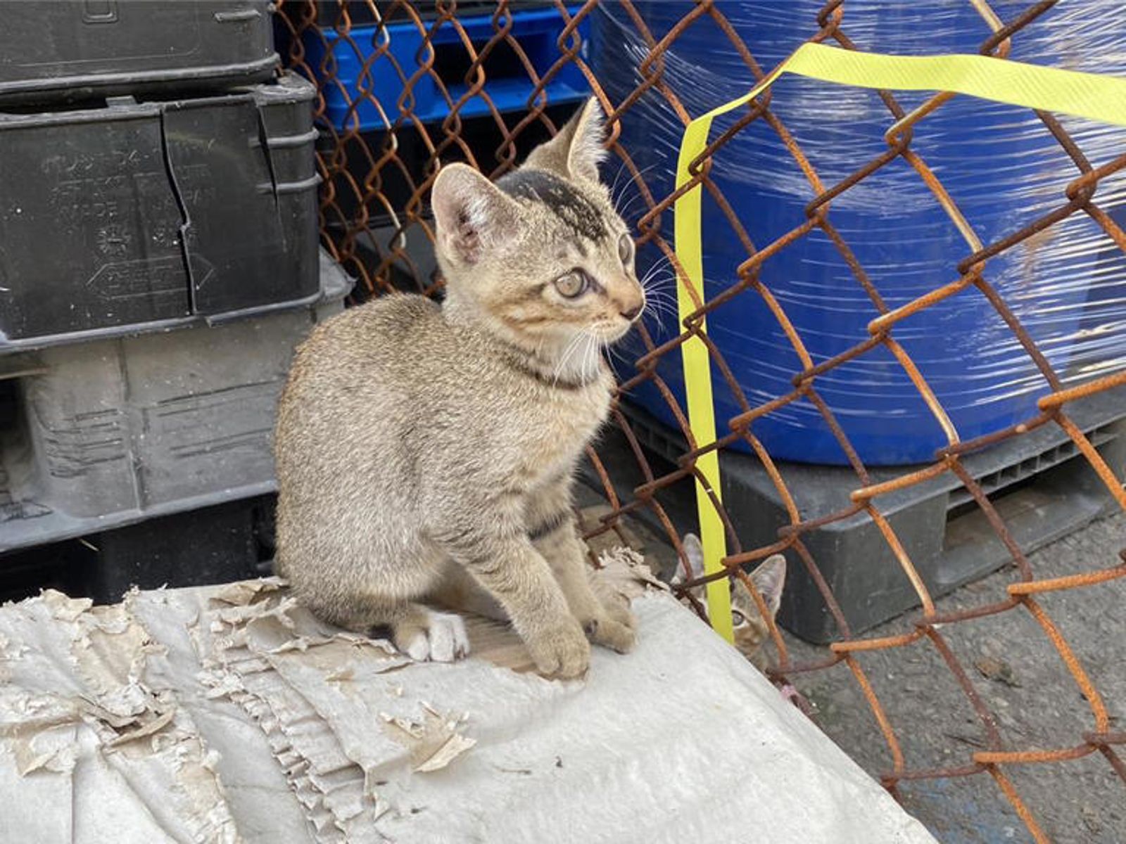 高雄卓姓男子收養超過5隻貓都下落不明。議員白喬茵提供