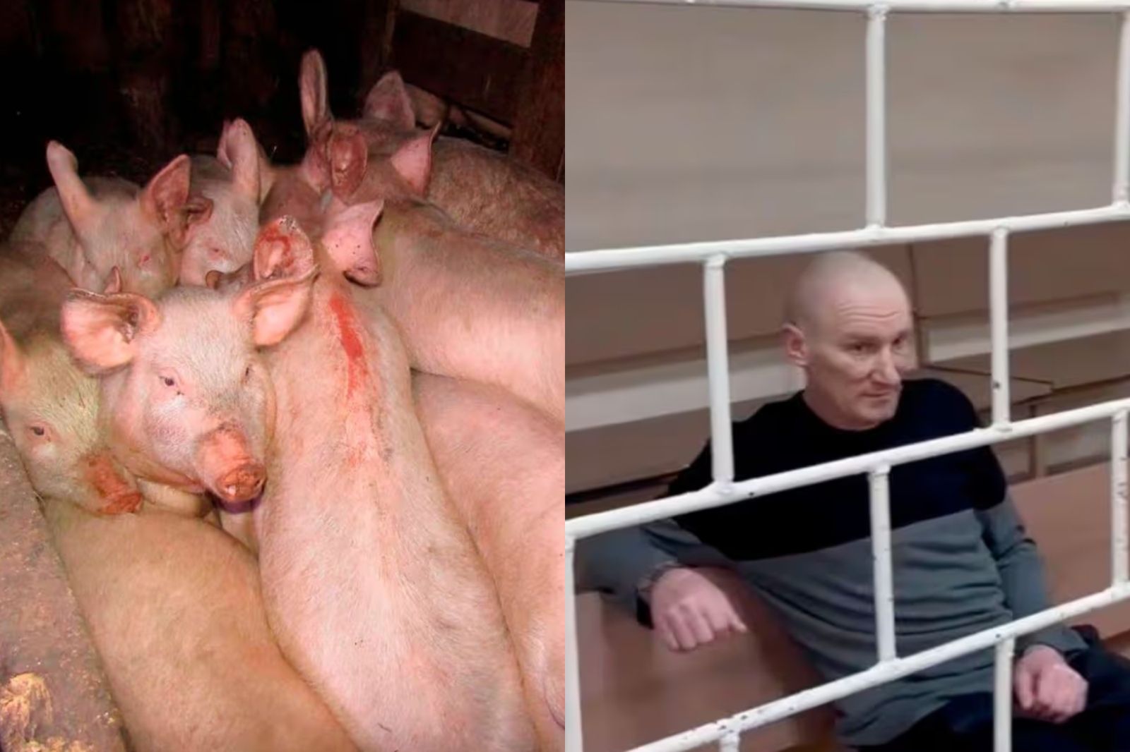 農場工人性侵老闆女兒！17歲女遭打暈扔豬圈　「母豬咬斷動脈」失血過多亡