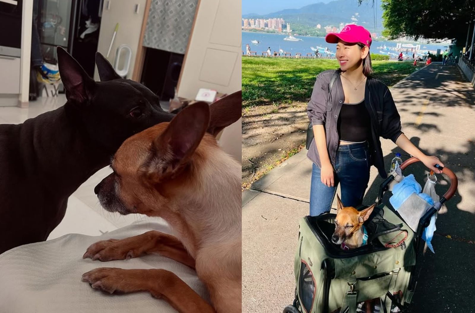 獨家／從小動物當玩伴　米可白為罹癌愛犬每月砸6位數醫療